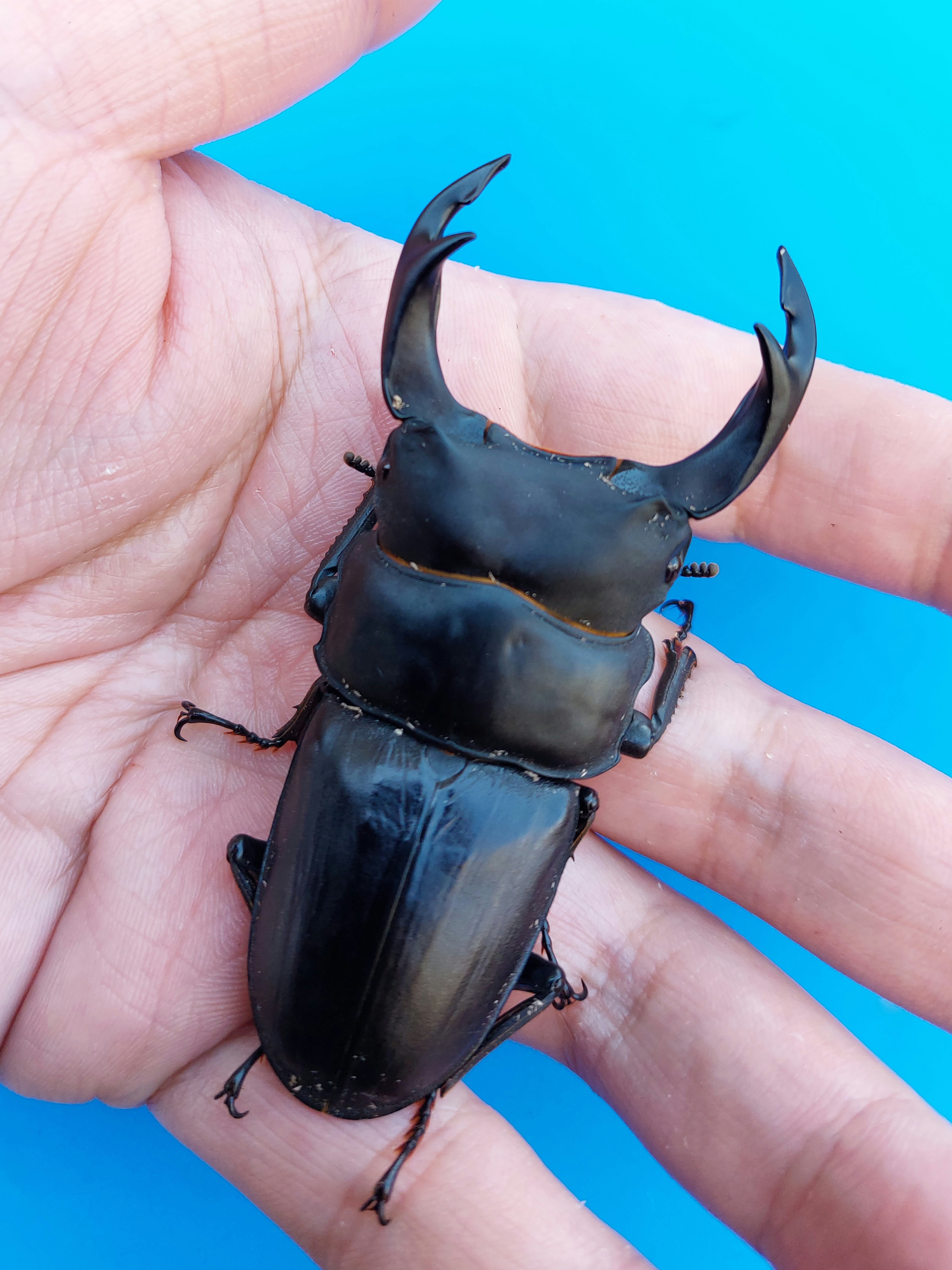 オオクワガタshop ”SHIZUOKA MATUNO KURUME” クワガタ販売