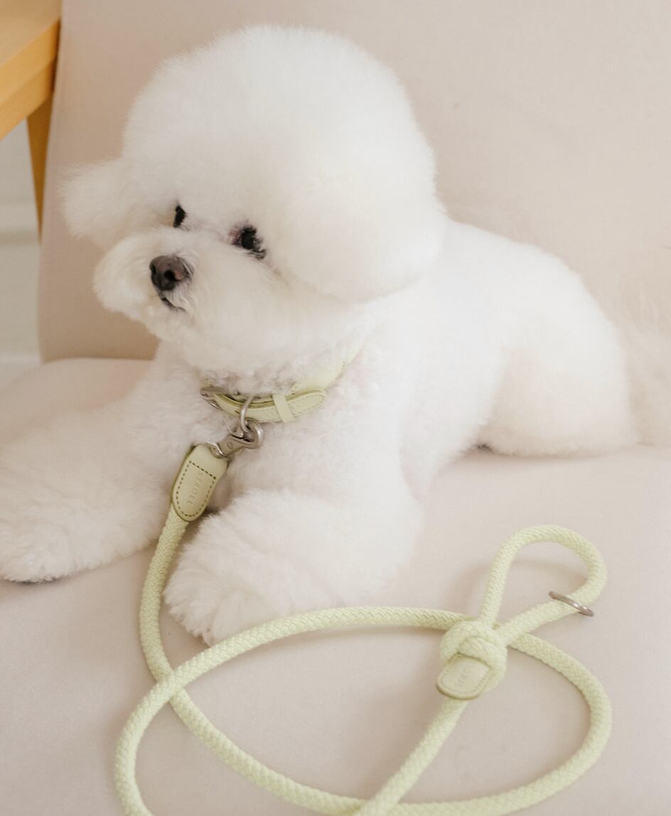 予約【stroll】Rope Leash Classic (pistàcchio)