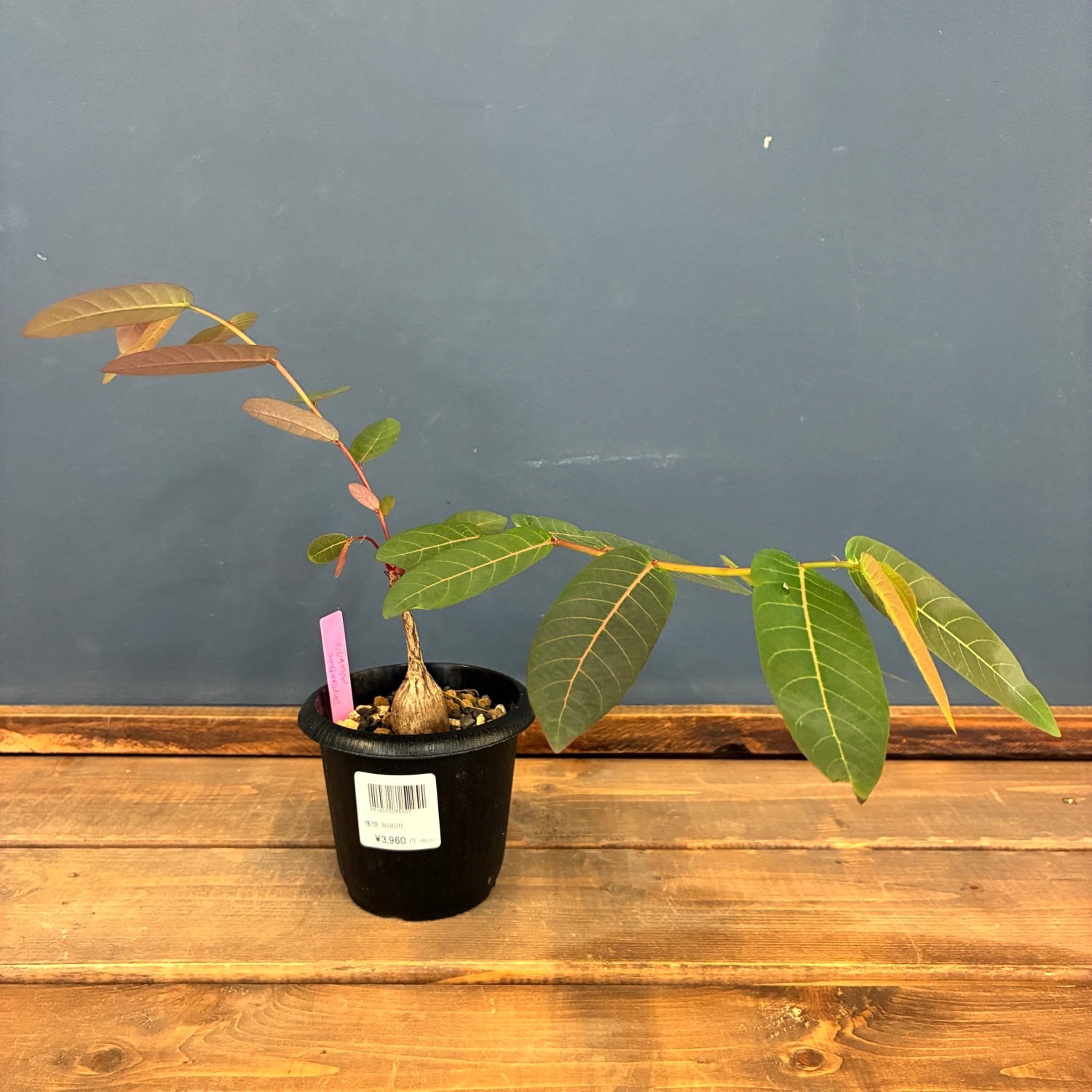 Aechmea disjuncta | PAY ID