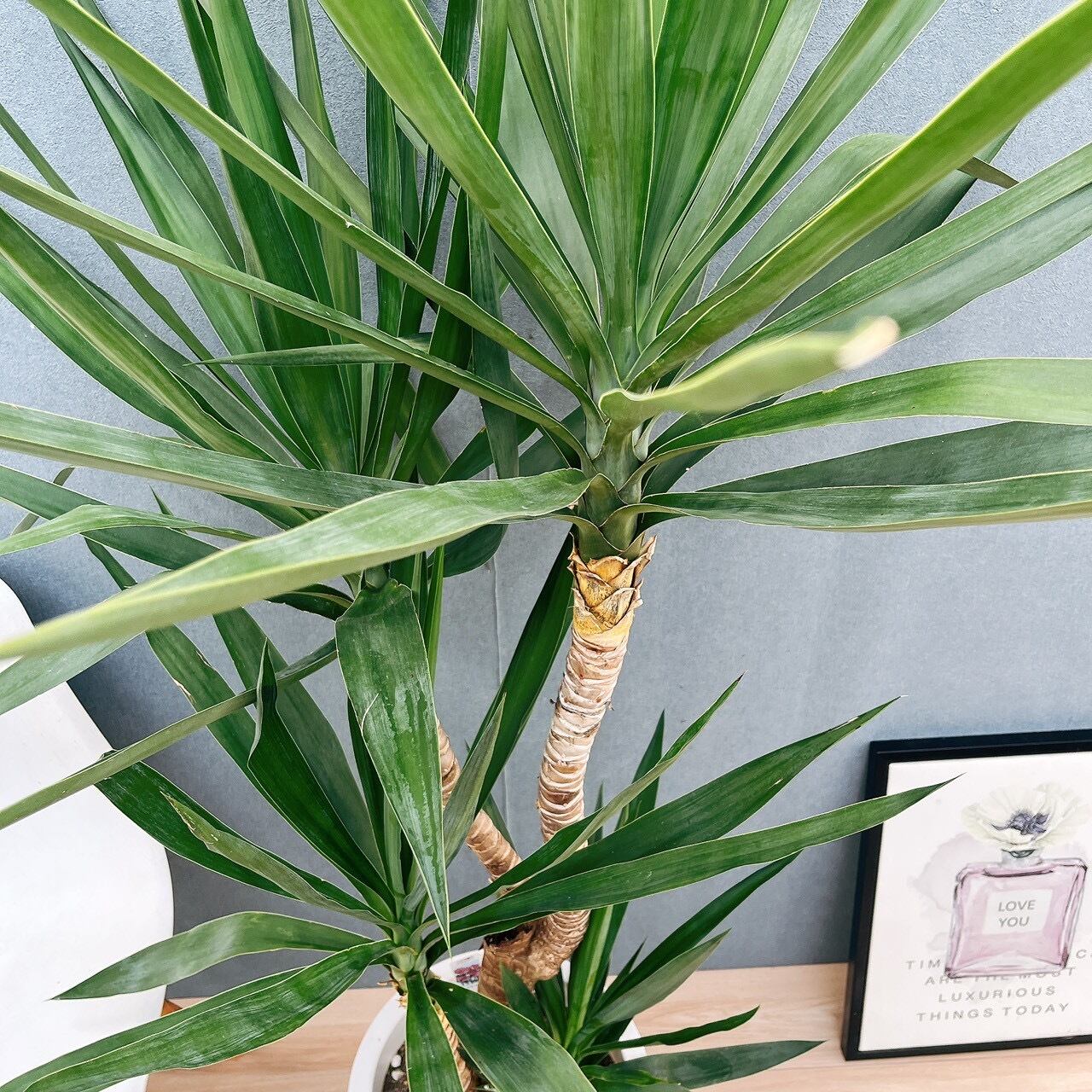 現品］大型サイズ！ ユッカ 10号 観葉植物 室内 大型 かっこいい