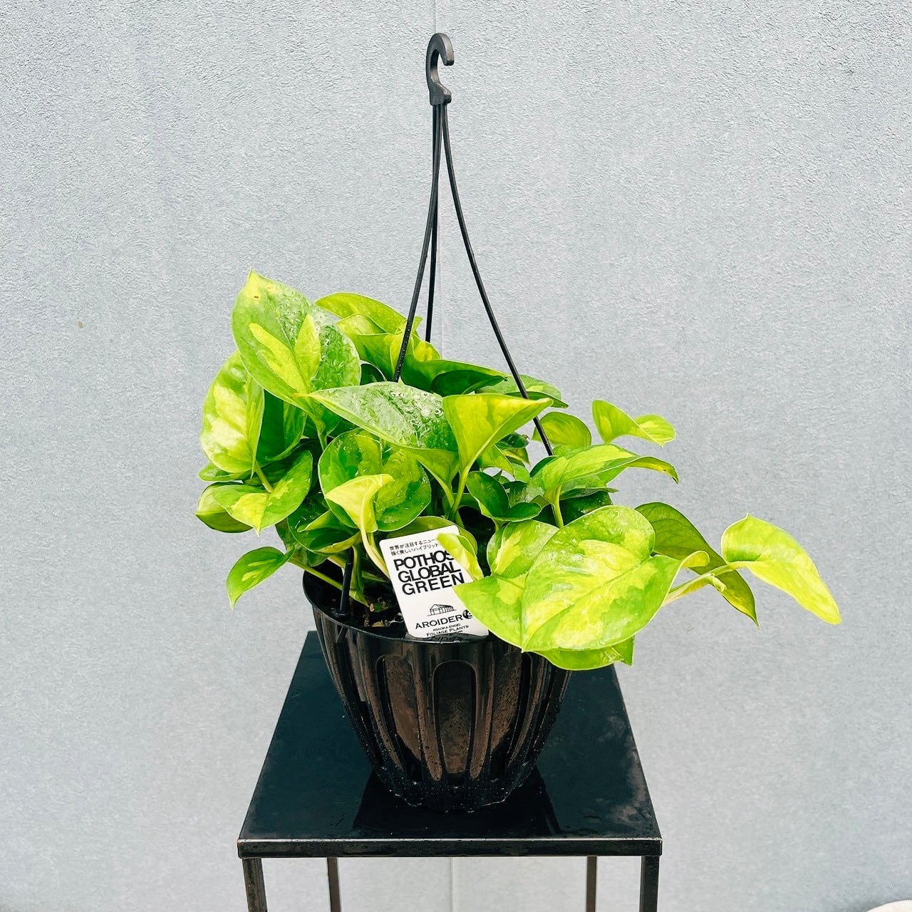 現品］【希少】2番 ドラセナ レモンサプライズ 8号 観葉植物 室内 黄
