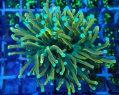 GoldTorch GreenStem 1
