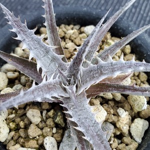 a0380_Dyckia ‘Silver Dragon’(BCR:12177)：ディッキア・シルバードラゴン（子株）