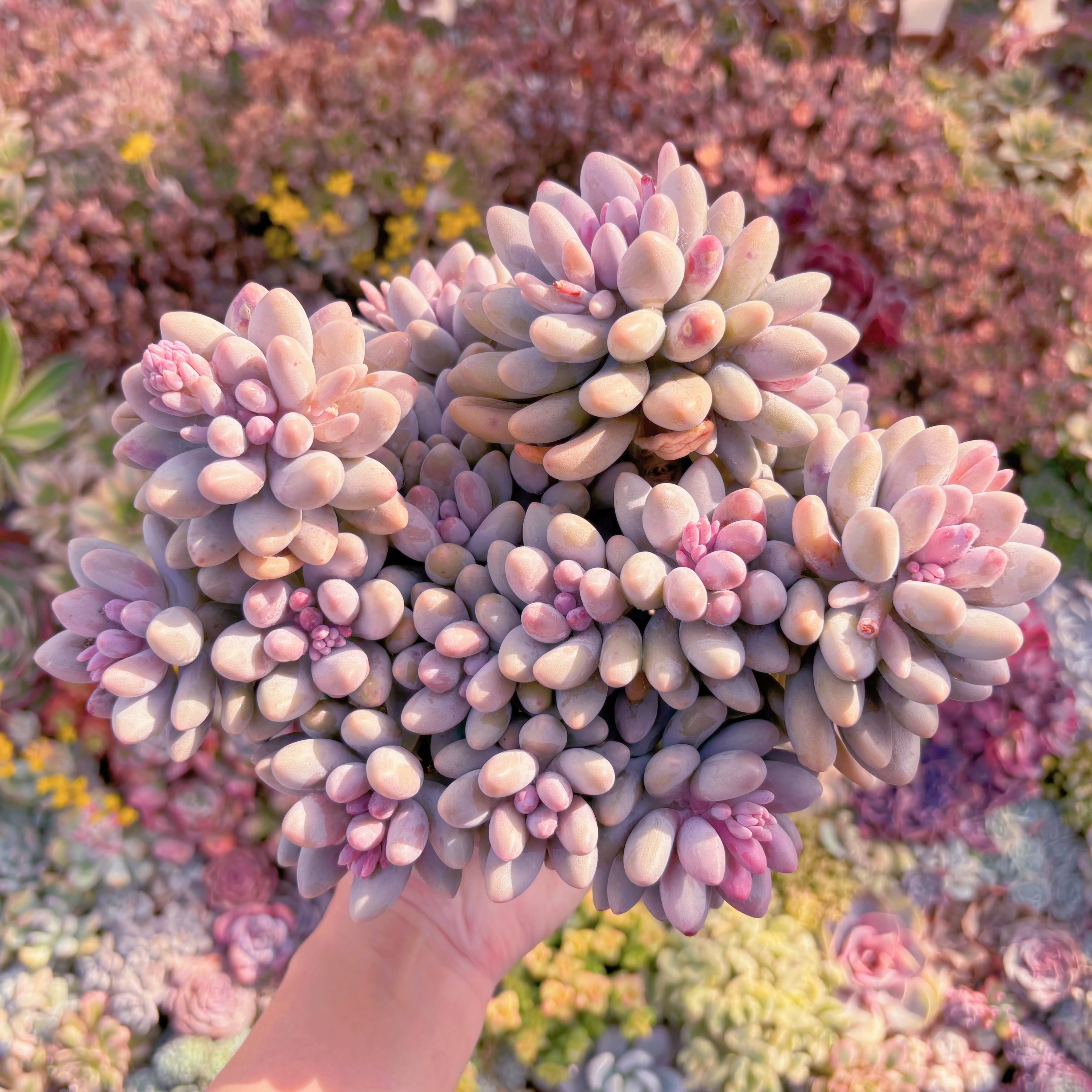 現品　薄桜玉#651　特大群生　新入荷　るる農園