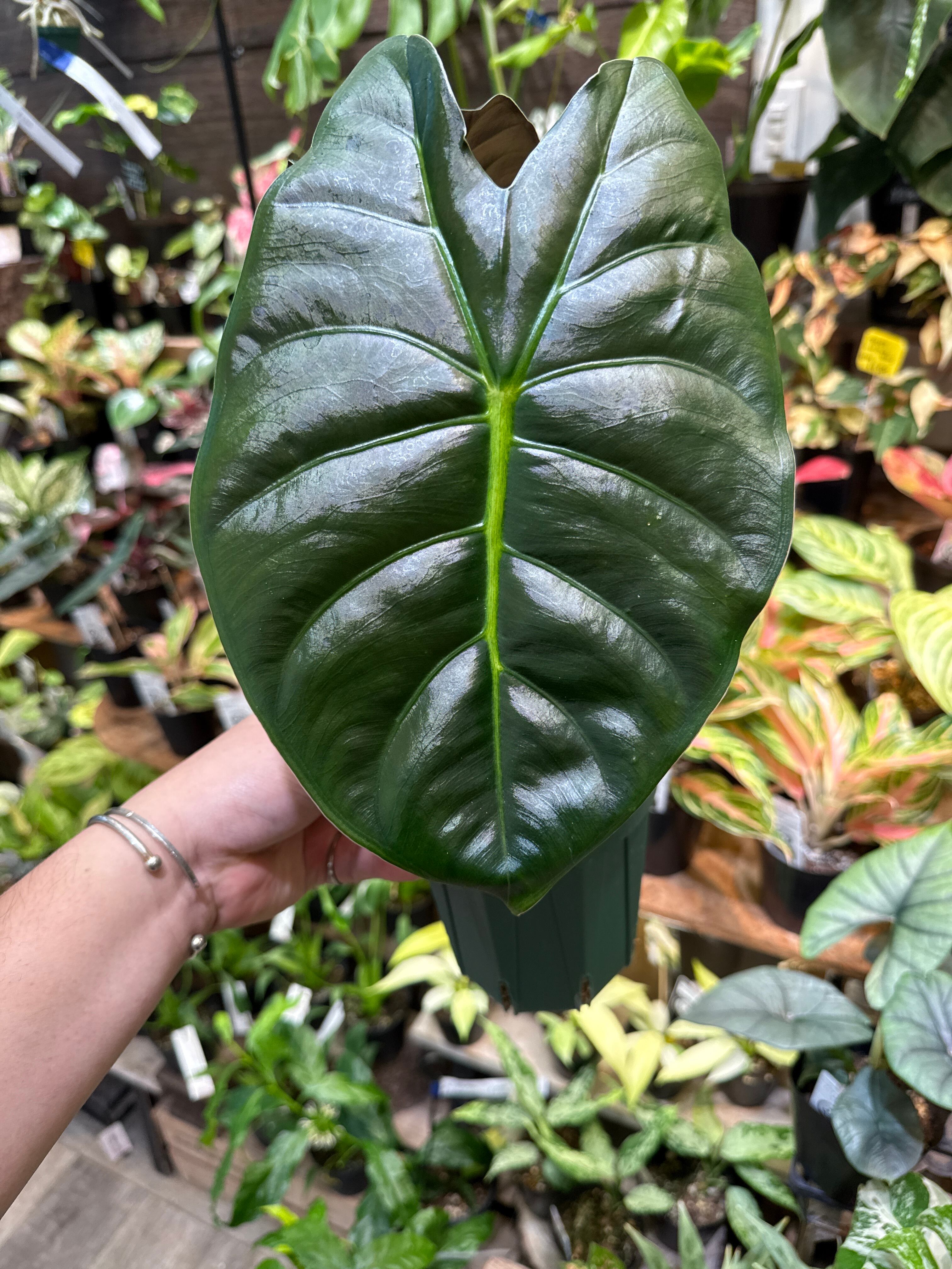 アロカシア ゴールデンボーン 2枚葉 | Gardenえん 【観葉熱帯植物】