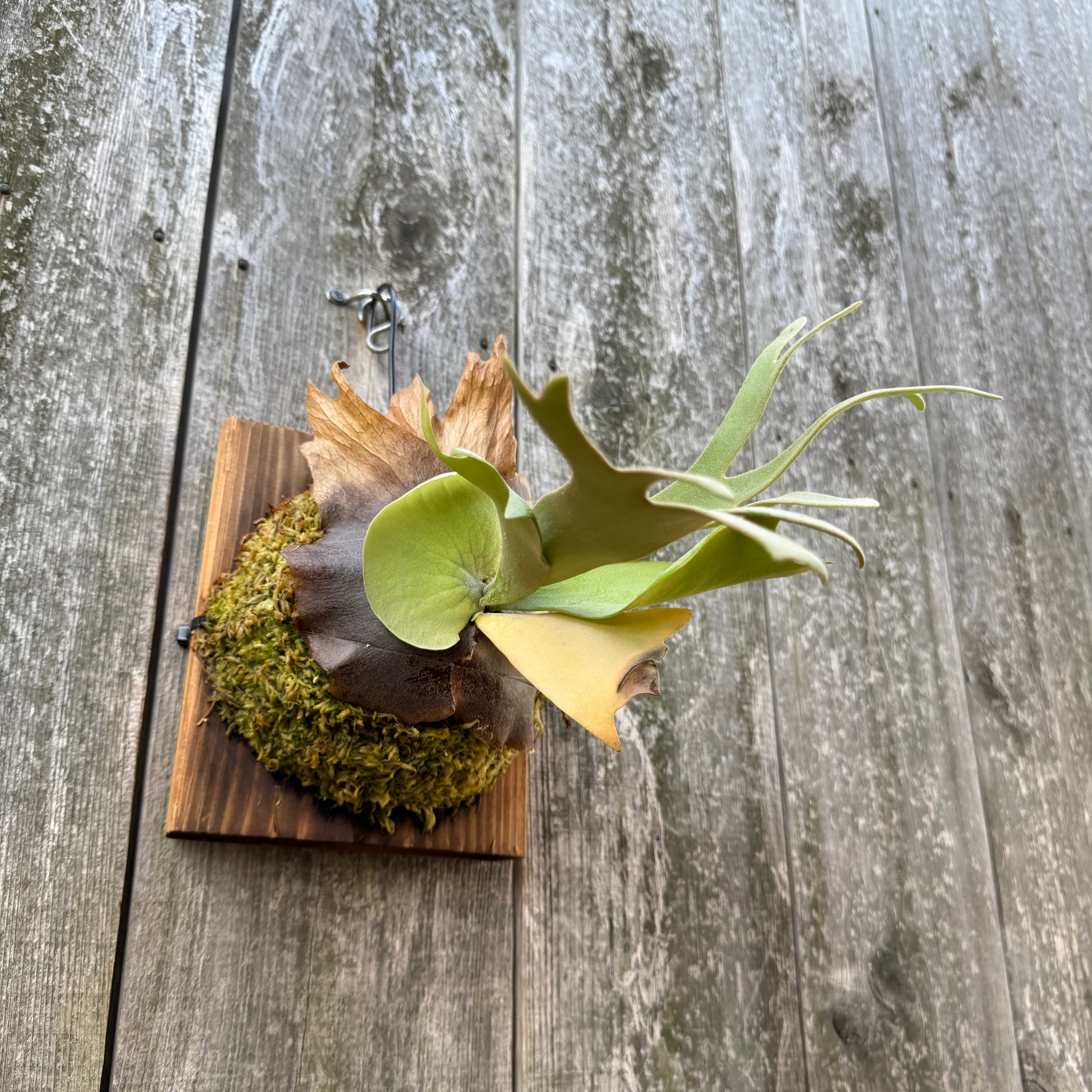 P. willinckii cv. North Star Sporeling select | naturefix