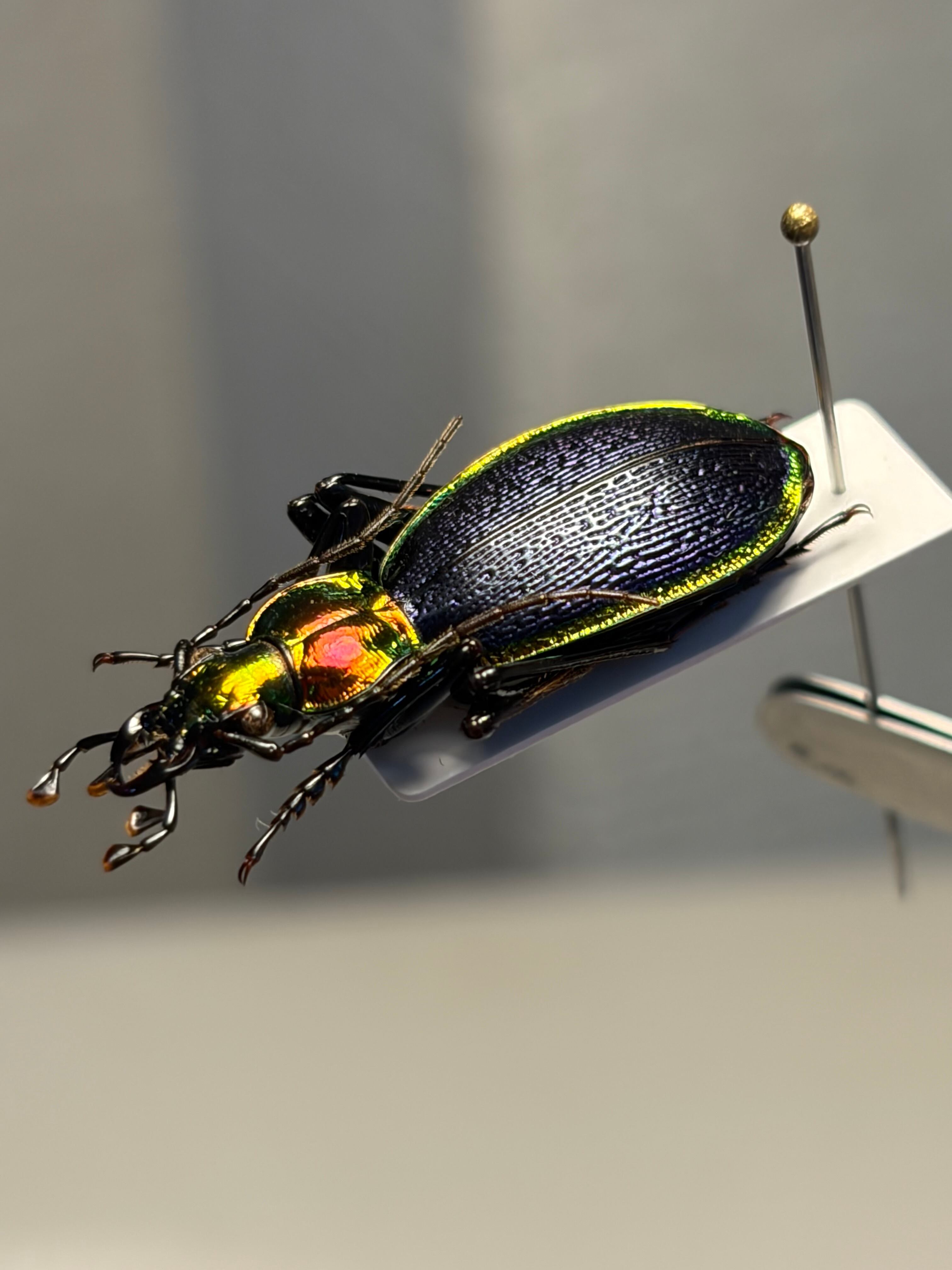 25mm】アイヌキンオサムシ グリーン 標本 Carabus kolbei キタオオルリ