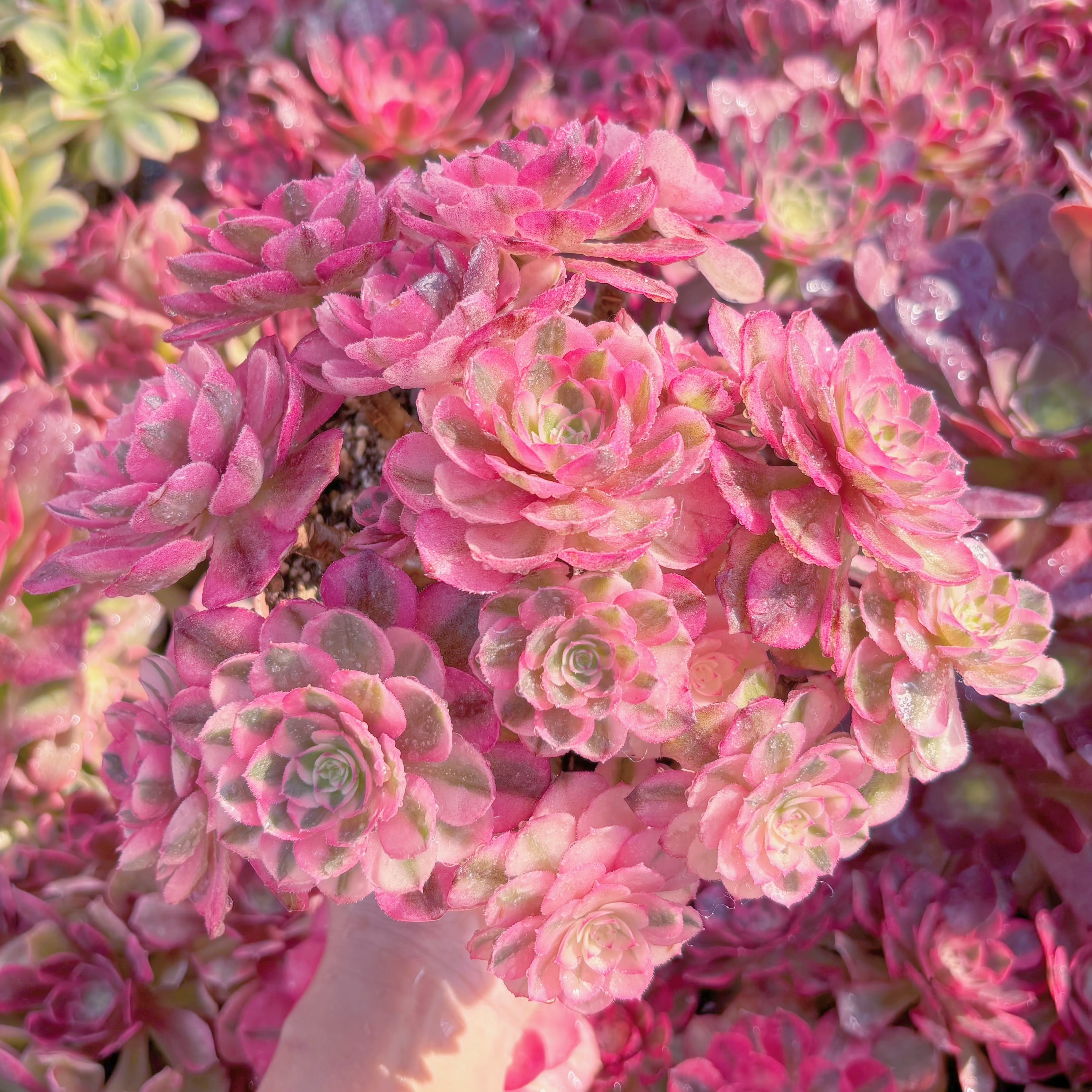 現品　ライチ錦#K133　特大群生　新入荷　るる農園