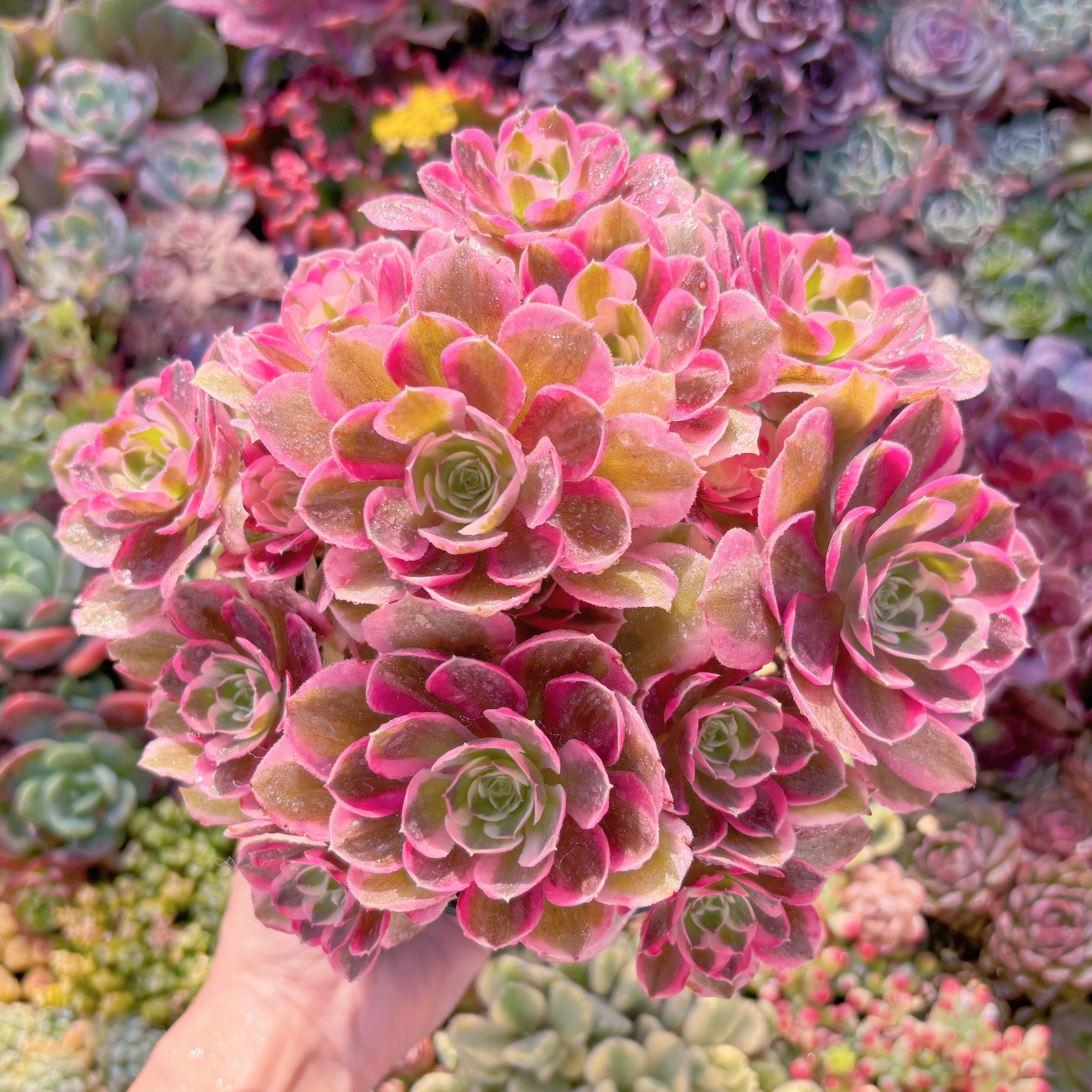 現品　ライチ錦#M110　特大群生　新入荷　るる農園