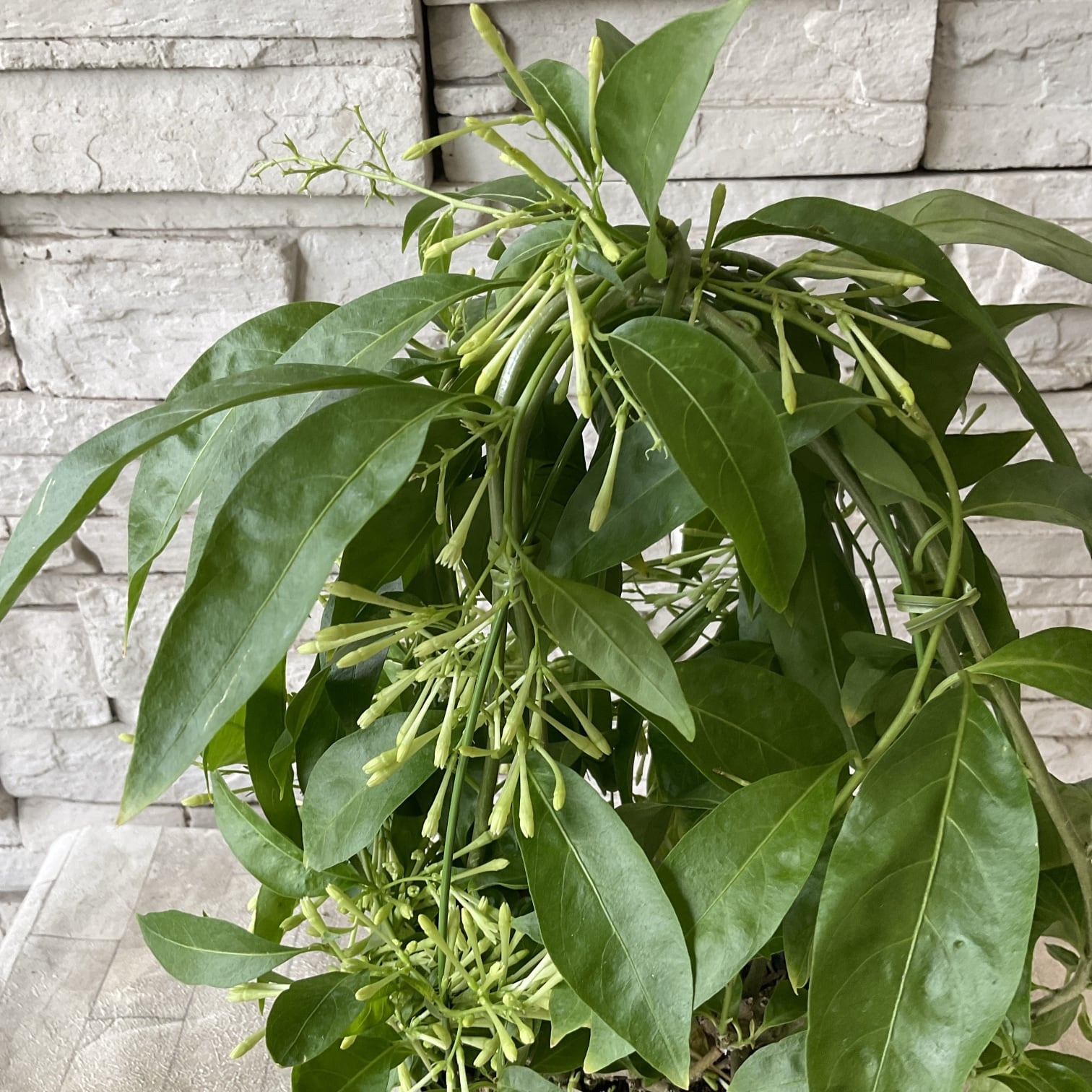 見切品 葉数が少ない】夜香木 （ナイトブルーミングジャスミン） 5寸鉢