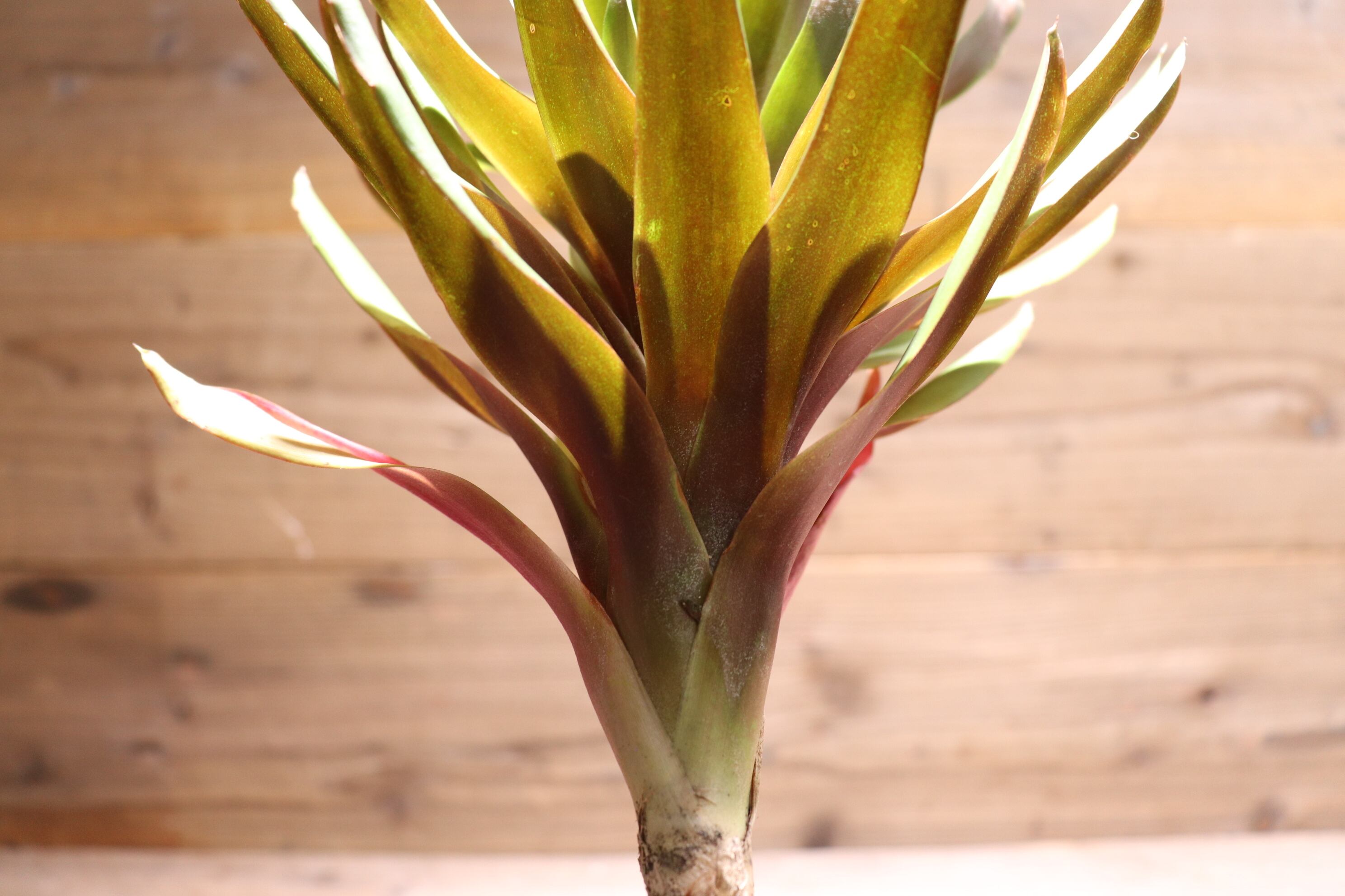 送料無料】Aechmea 'Stalker'〔エクメア〕現品発送A0052 | plane plants