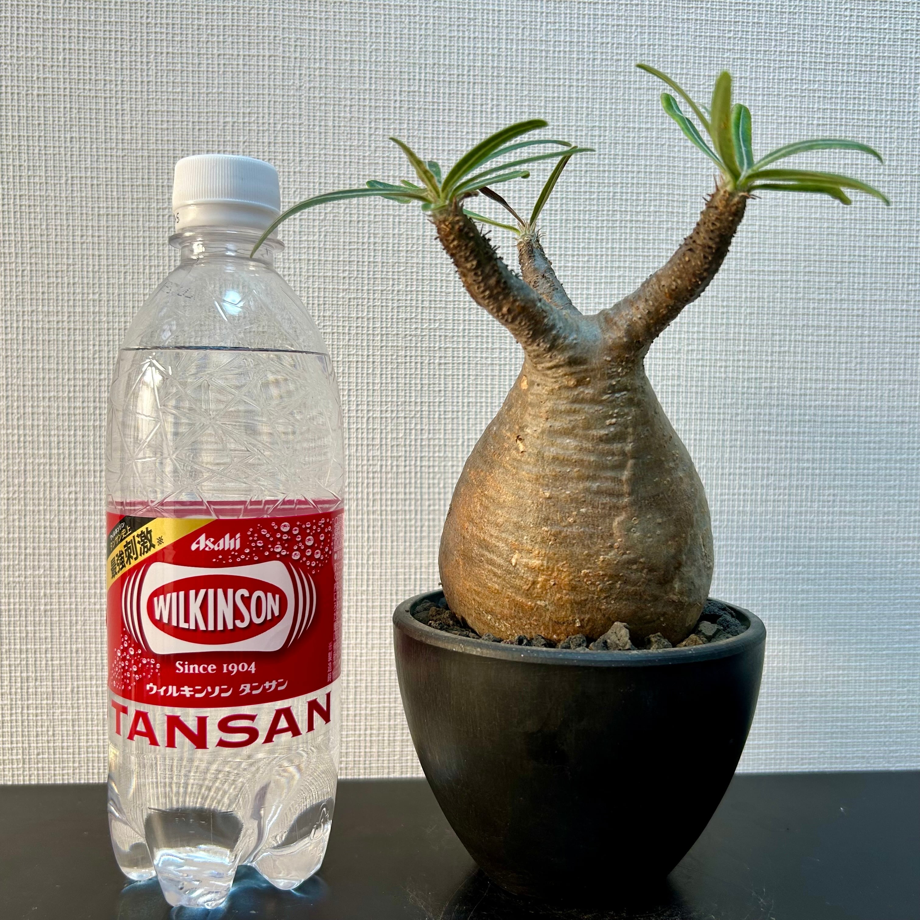 パキポディウム グラキリス 象牙宮 3号 コーデックス 塊根植物 パキポディウム グラキリス 象牙宮 3号 コーデックス 塊根植物