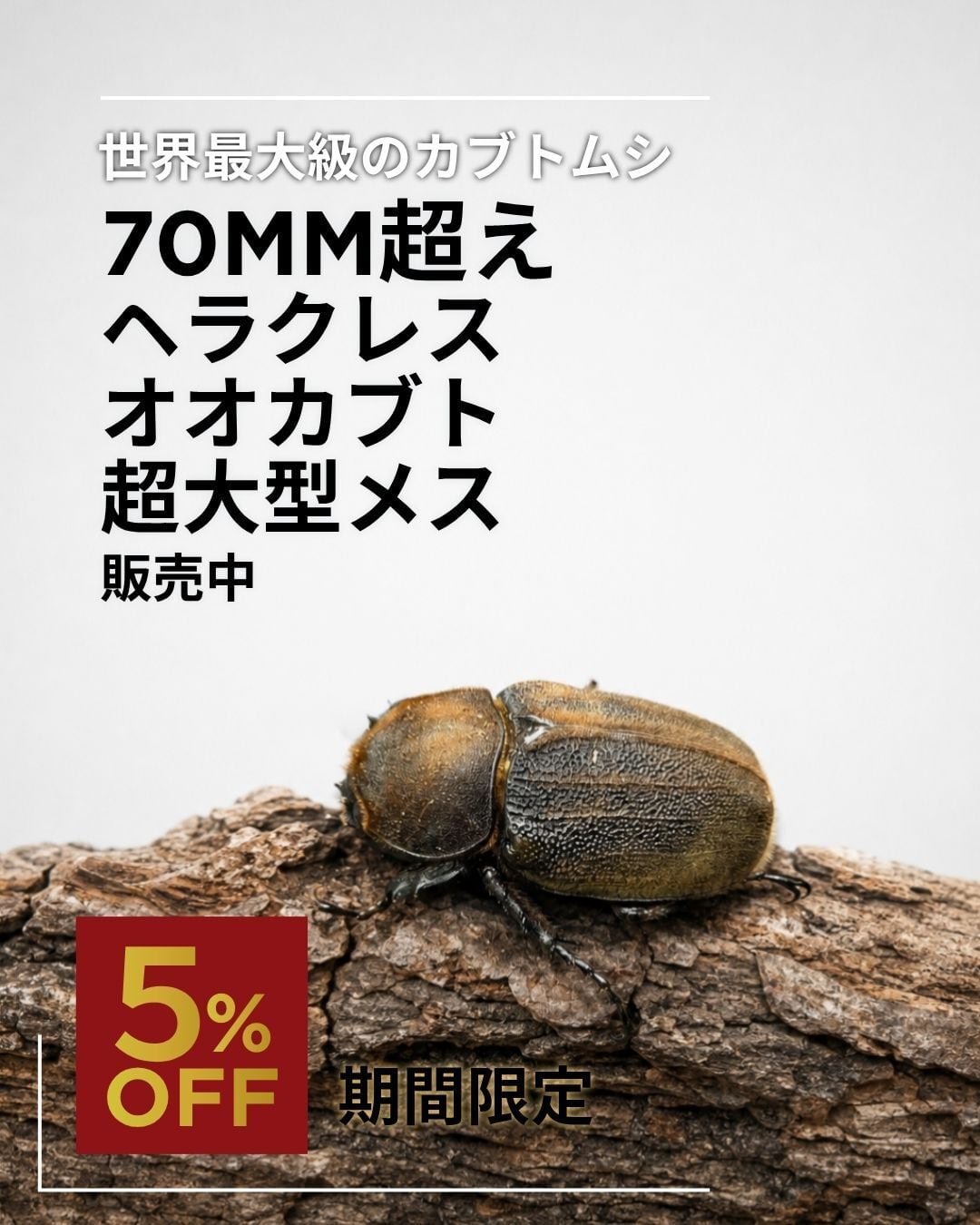 死着保証◯】大型（70mm～75mm ）ヘラクレスオオカブト 成虫 メス