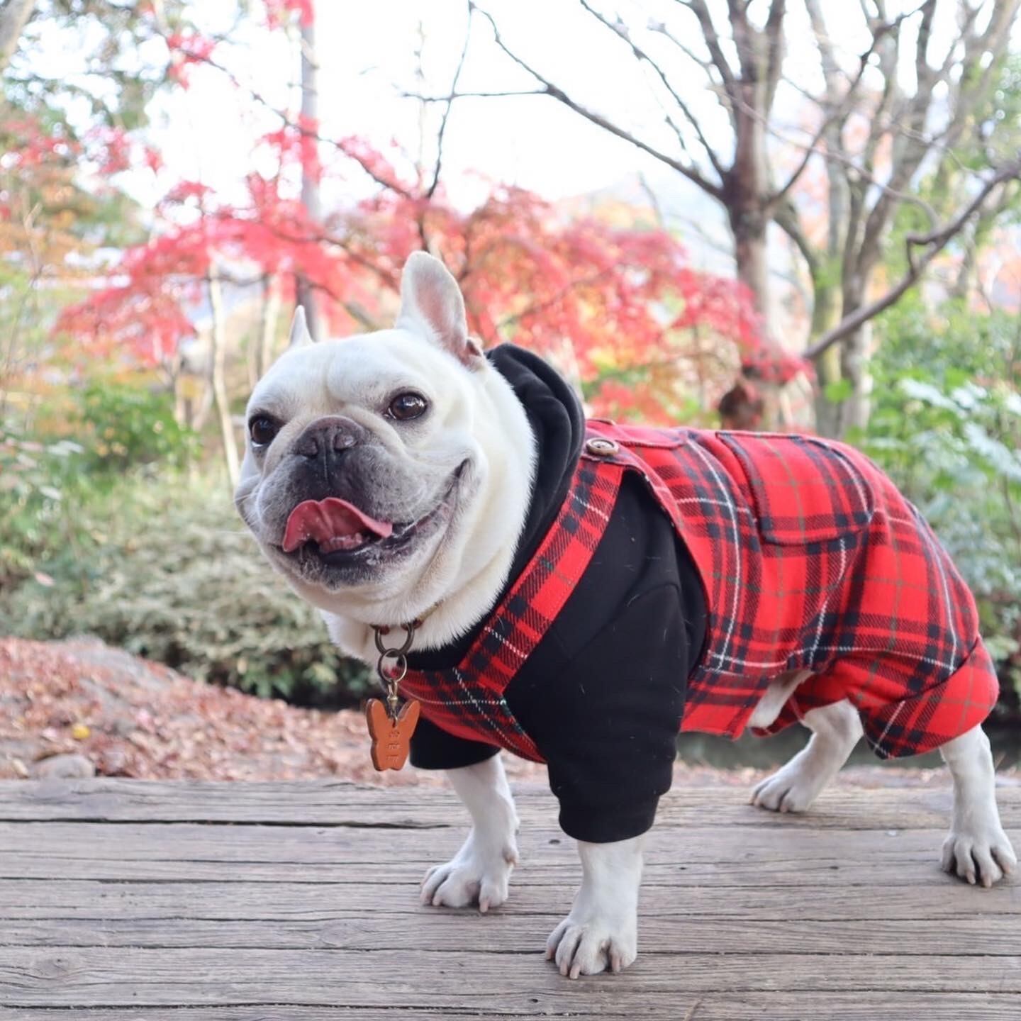 ⑱確認用ページ　ニット生地　ハンドメイド　犬服　フレブル　小型犬 ⑱確認用ページ ニット生地 ハンドメイド 犬服 フレブル 小型犬 【公式