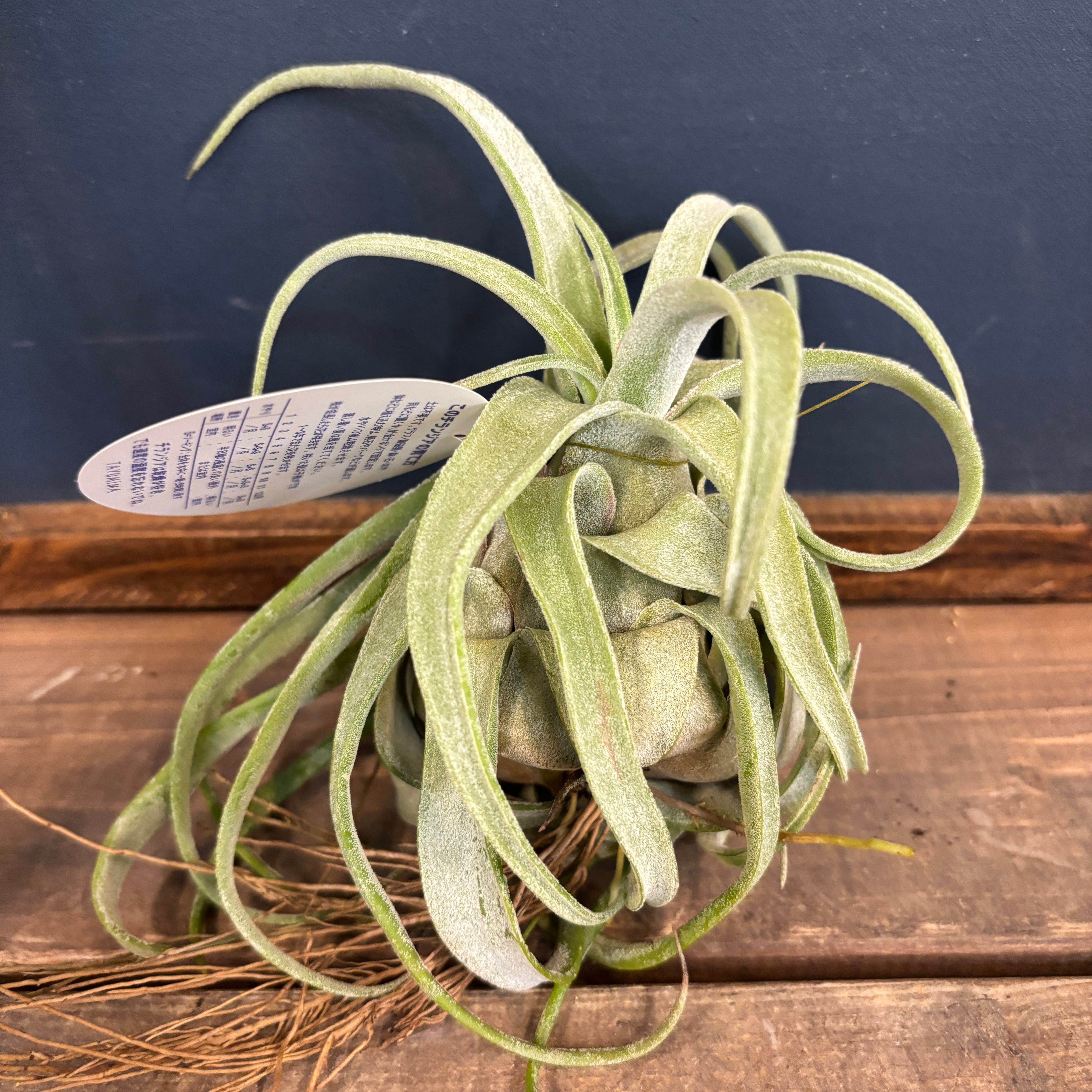 チランジア ストレプトフィラ【688】