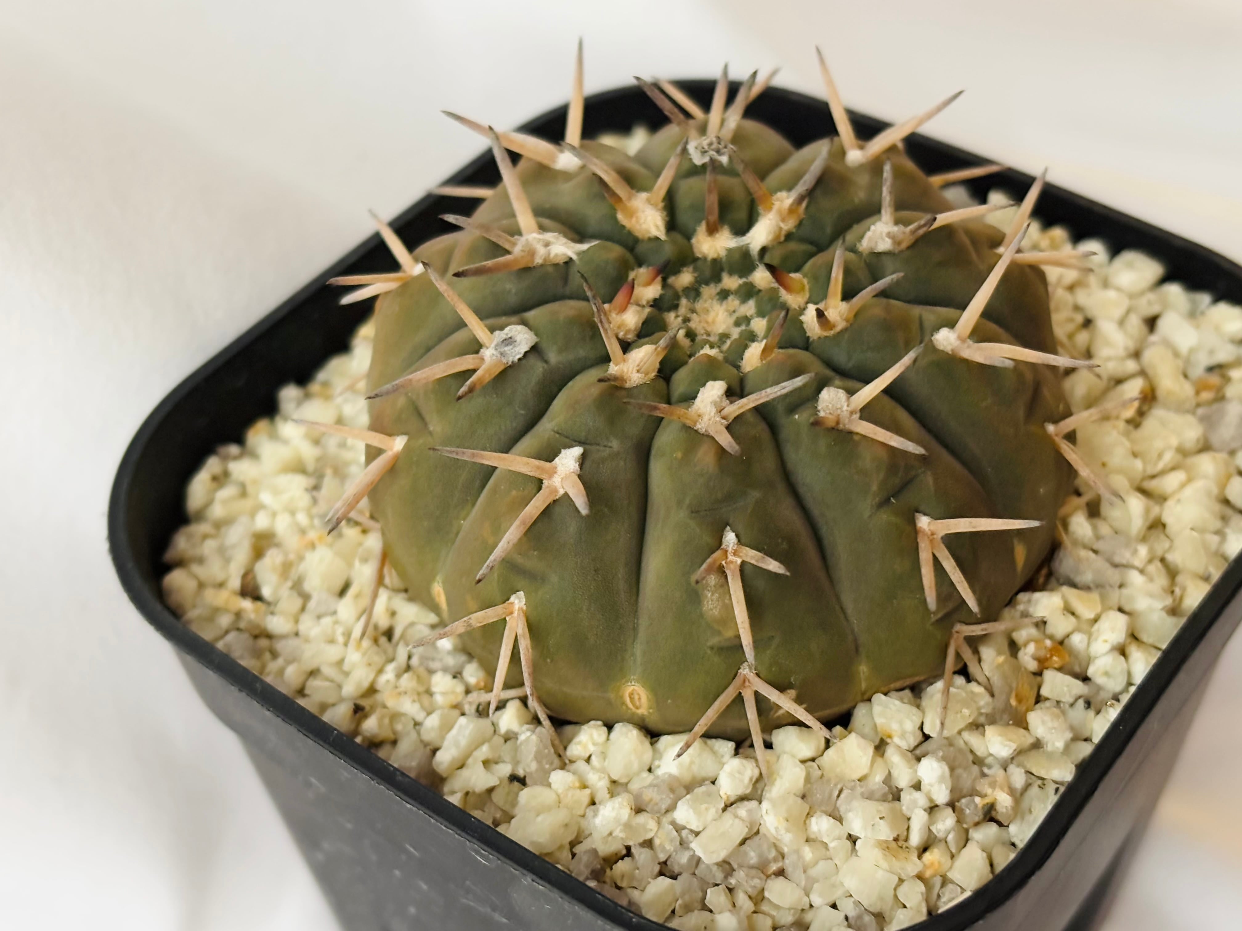 ギムノカリキウム白刺九紋竜サボテン