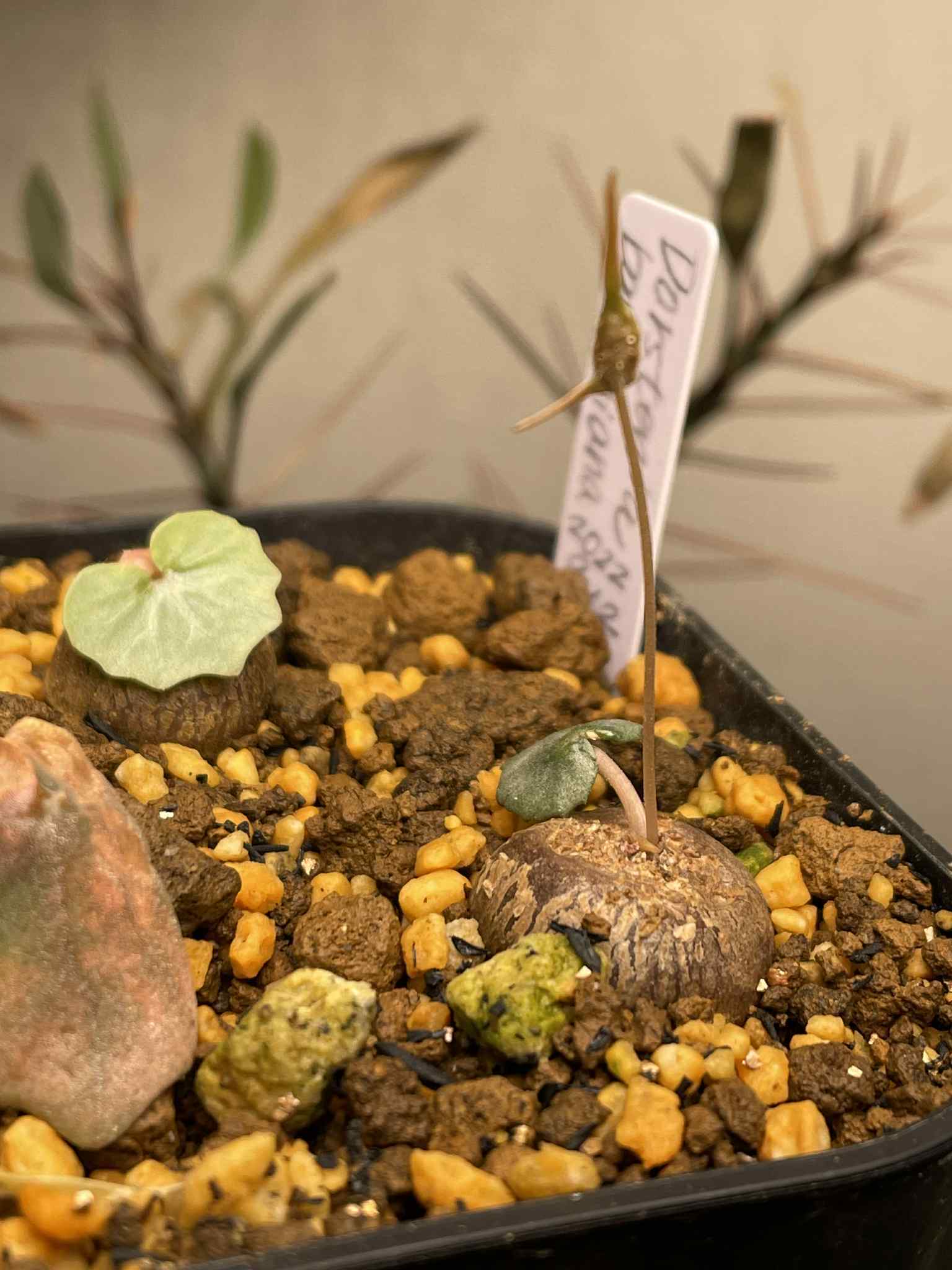 5粒超お得セットレアリー、ジプソフィラ、バルニミアナの種子 ドルステニア・バルニミアナ／Dorstenia barnimiana【種子3粒