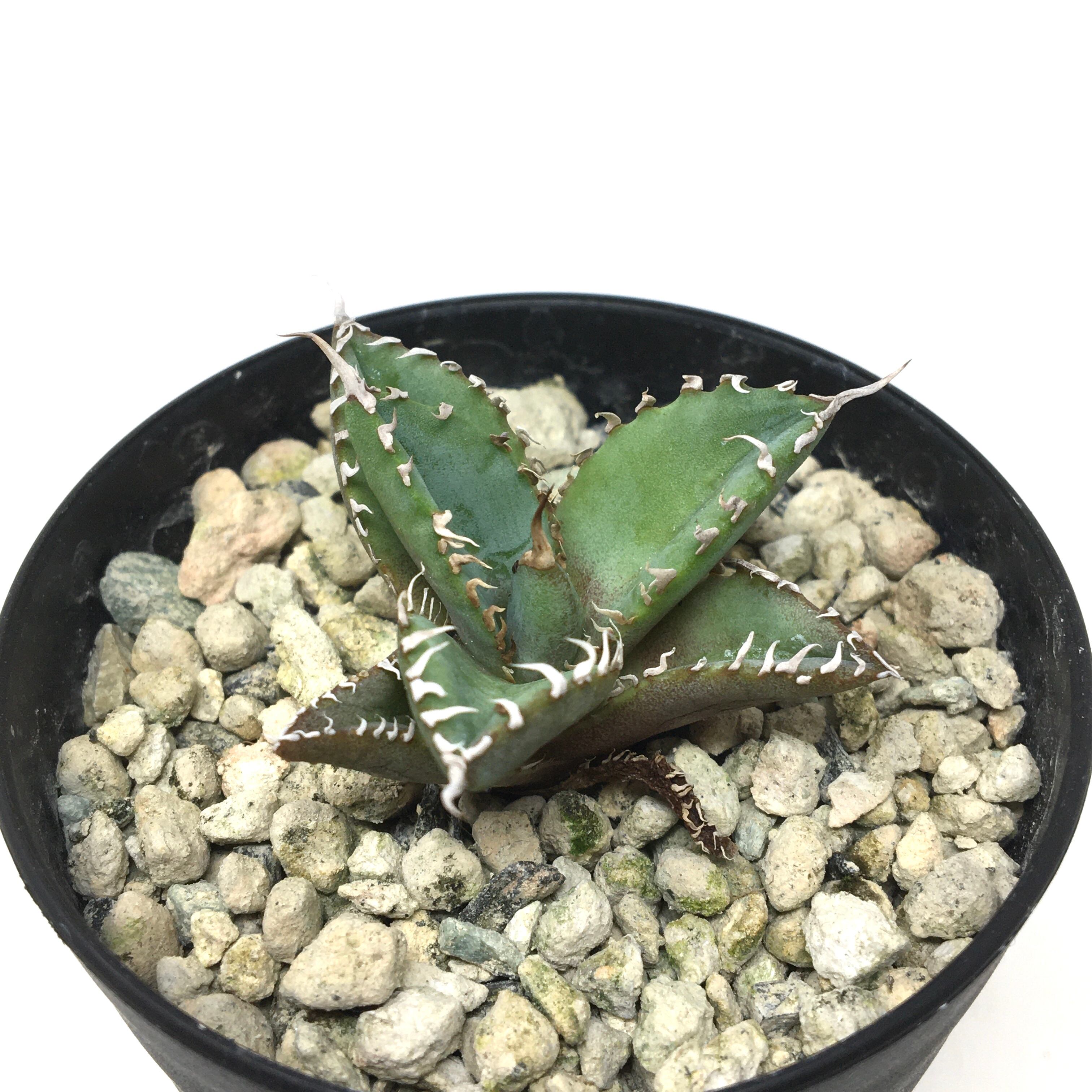 レア【送料込】親株　特大サイズ　フィリグリー　アガベ　チタノタ　圓葉拇指 アガベ フィリグリー レア【送料込】親株 特大サイズ フィリグリー