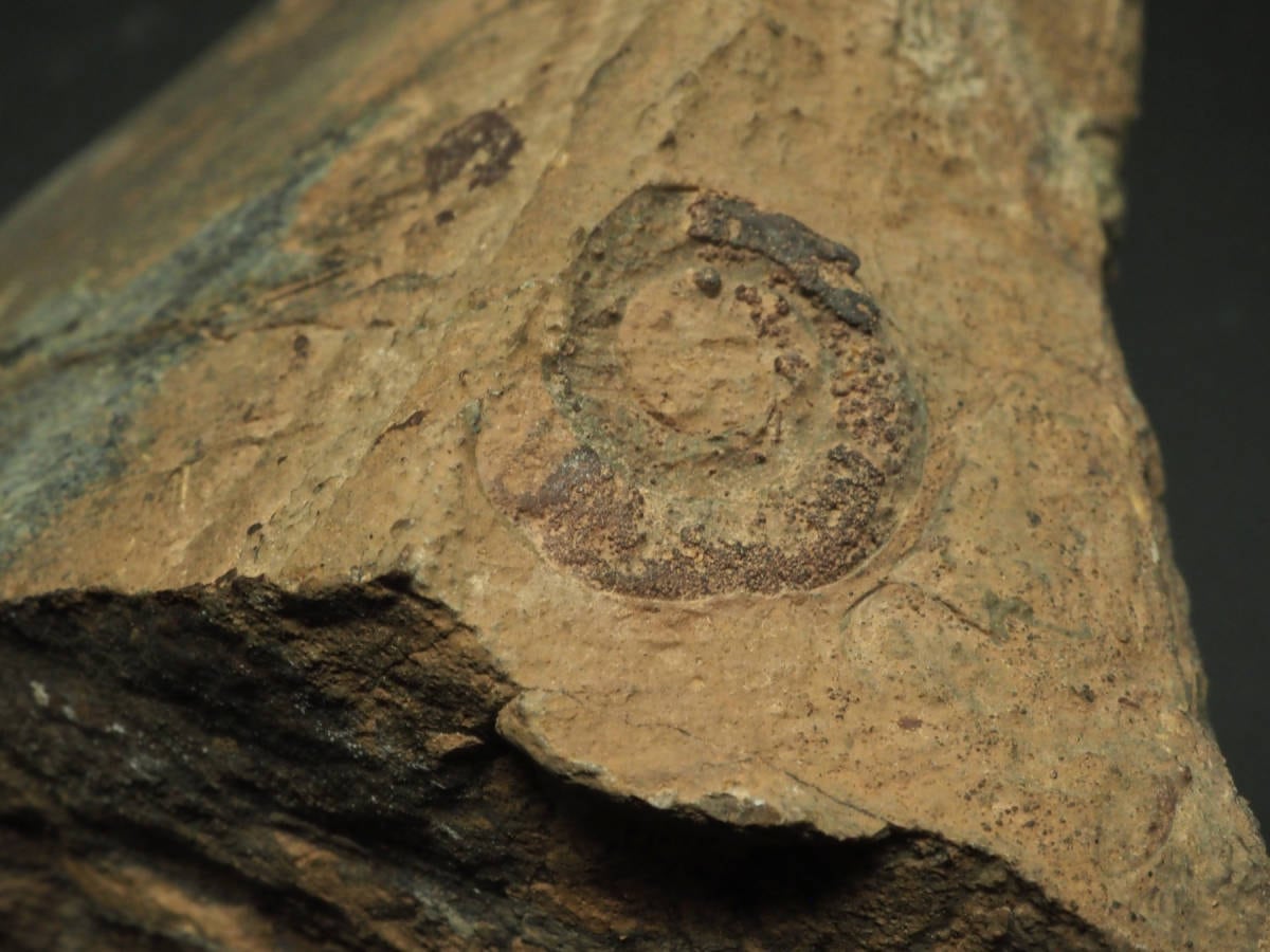 甲冑魚の化石【板皮類】【モデル付き】モロッコ王国産/ダンクルオステ