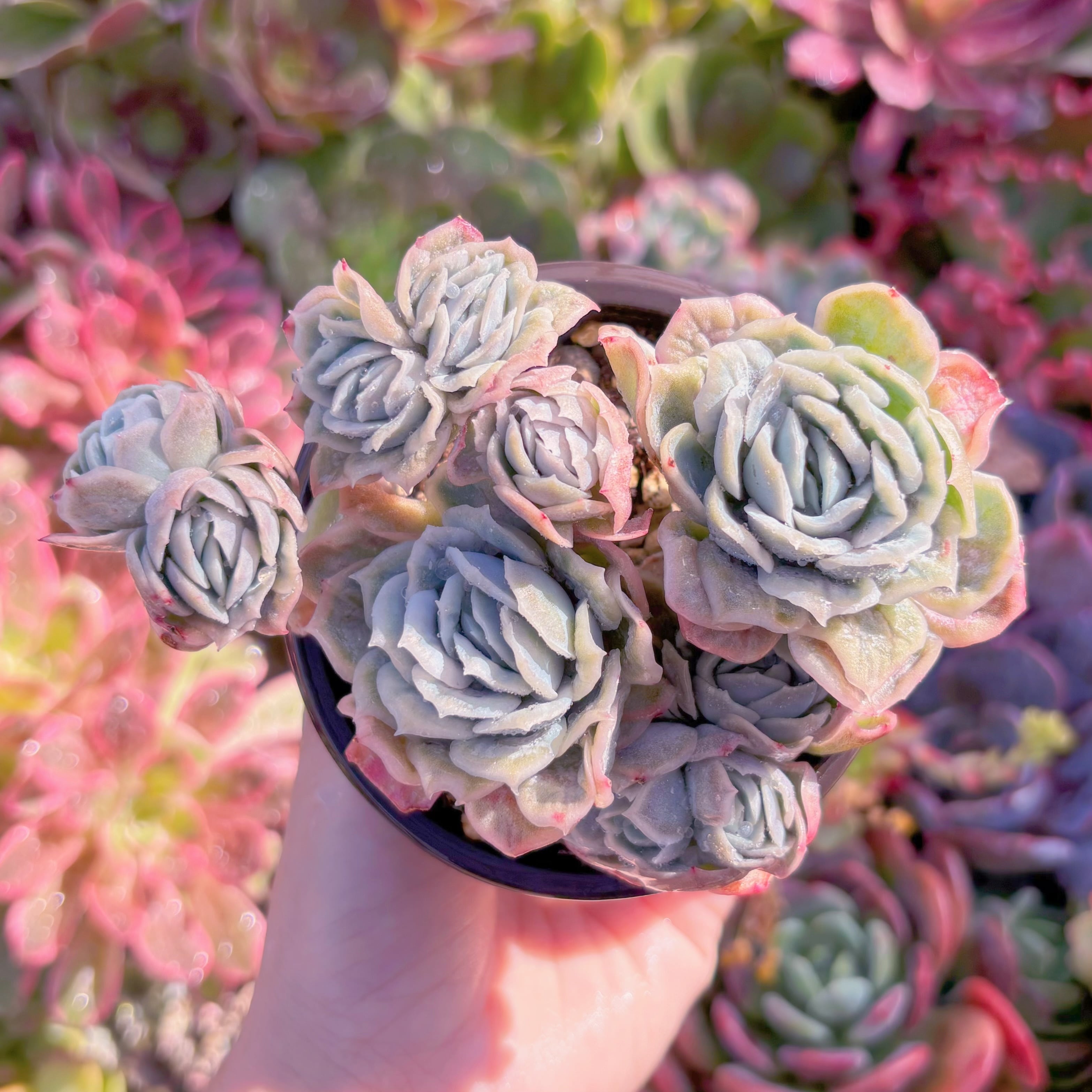 現品　bubble skirt#M097 　群生　るる農園