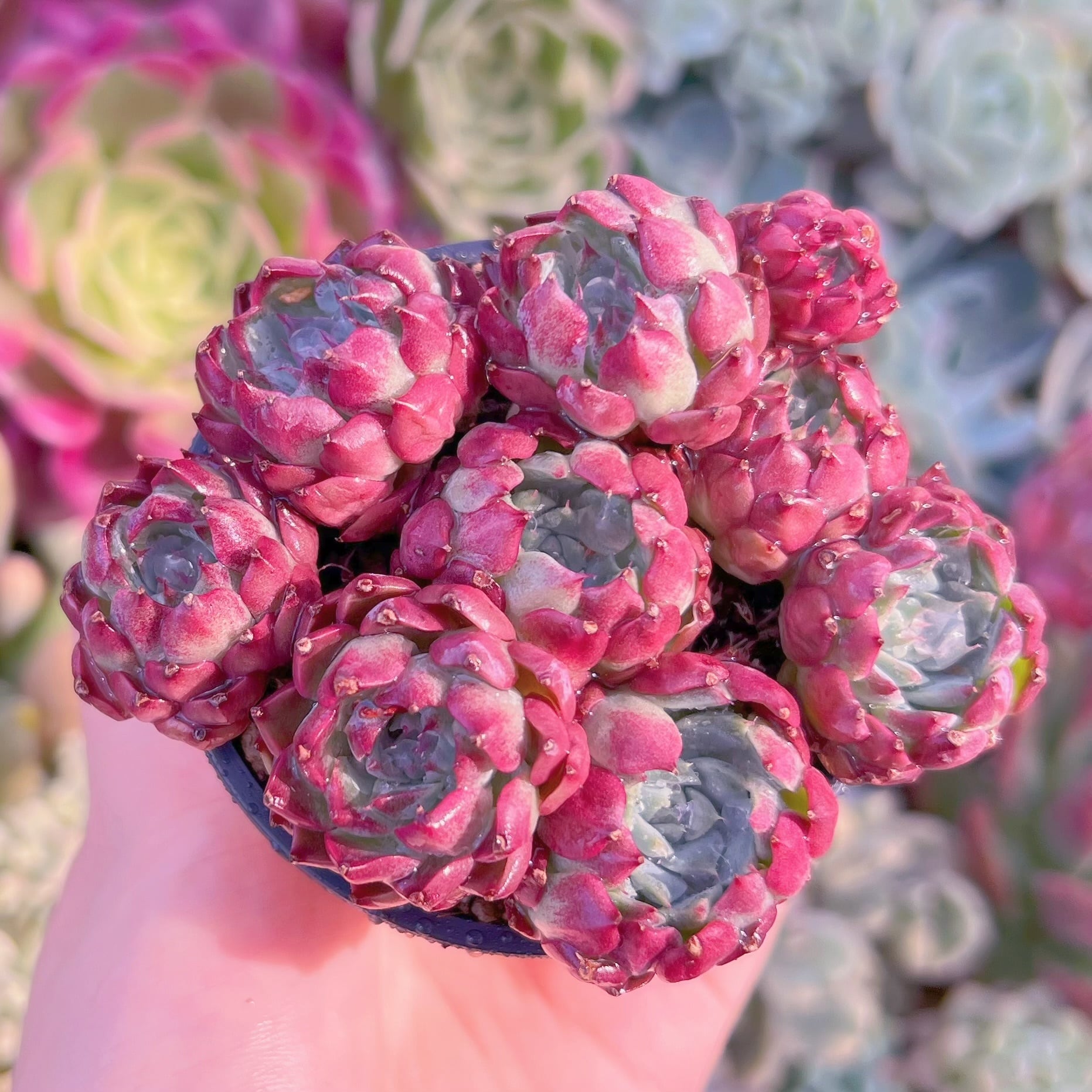 現品　沙羅姫牡丹(自然群生)#F005　るる農園