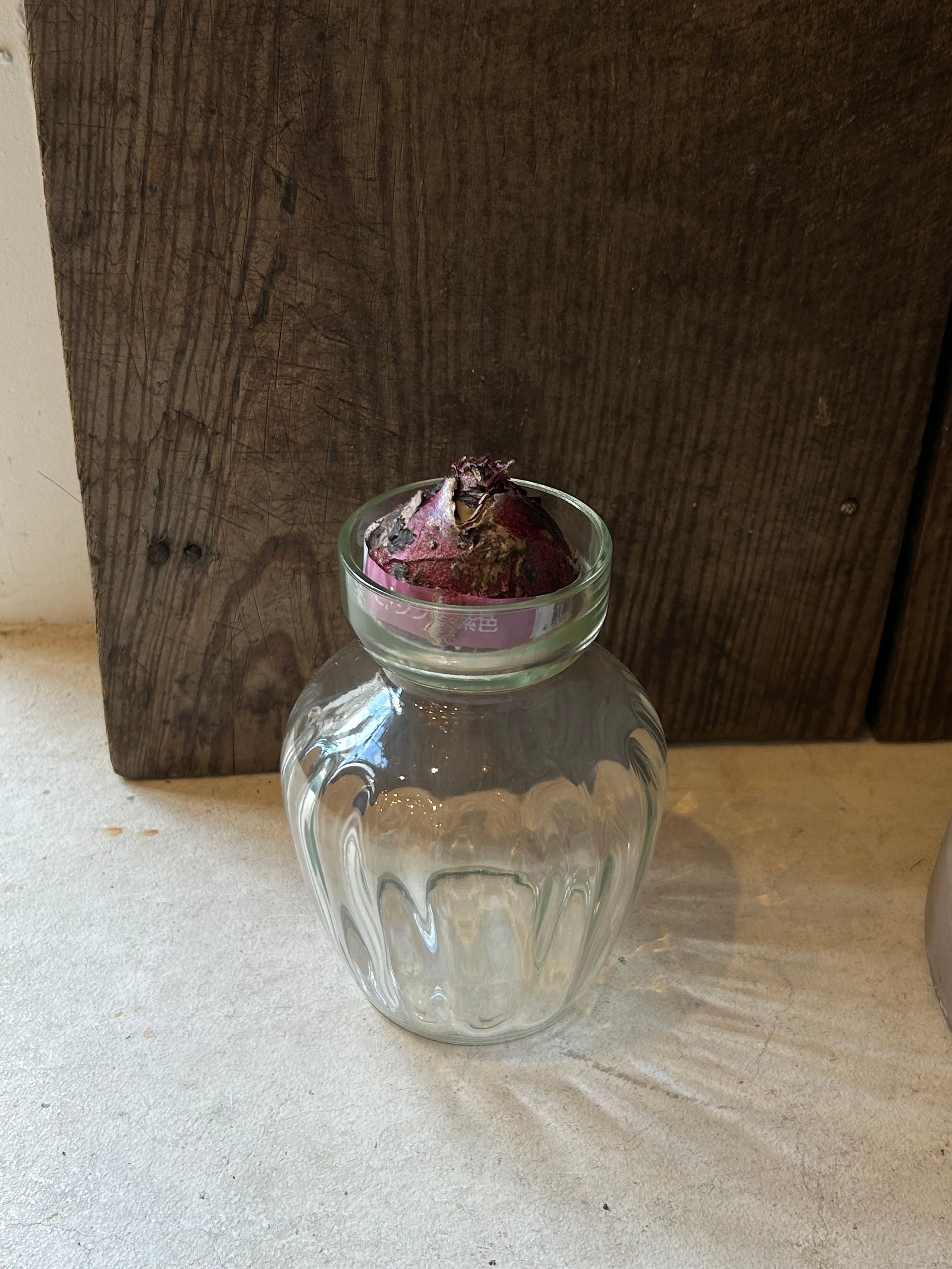 【 球根 】秋植え球根+ポット *ヒヤシンス* パープルプライド