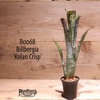 【送料無料】Billbergia 'Kolan Crisp'〔ビルベルギア〕現品発送B0068