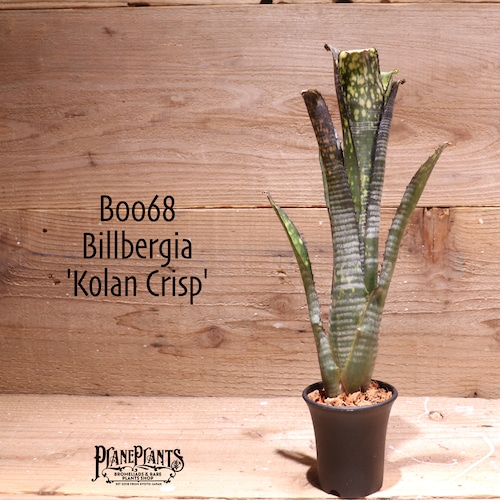 【送料無料】Billbergia 'Kolan Crisp'〔ビルベルギア〕現品発送B0068