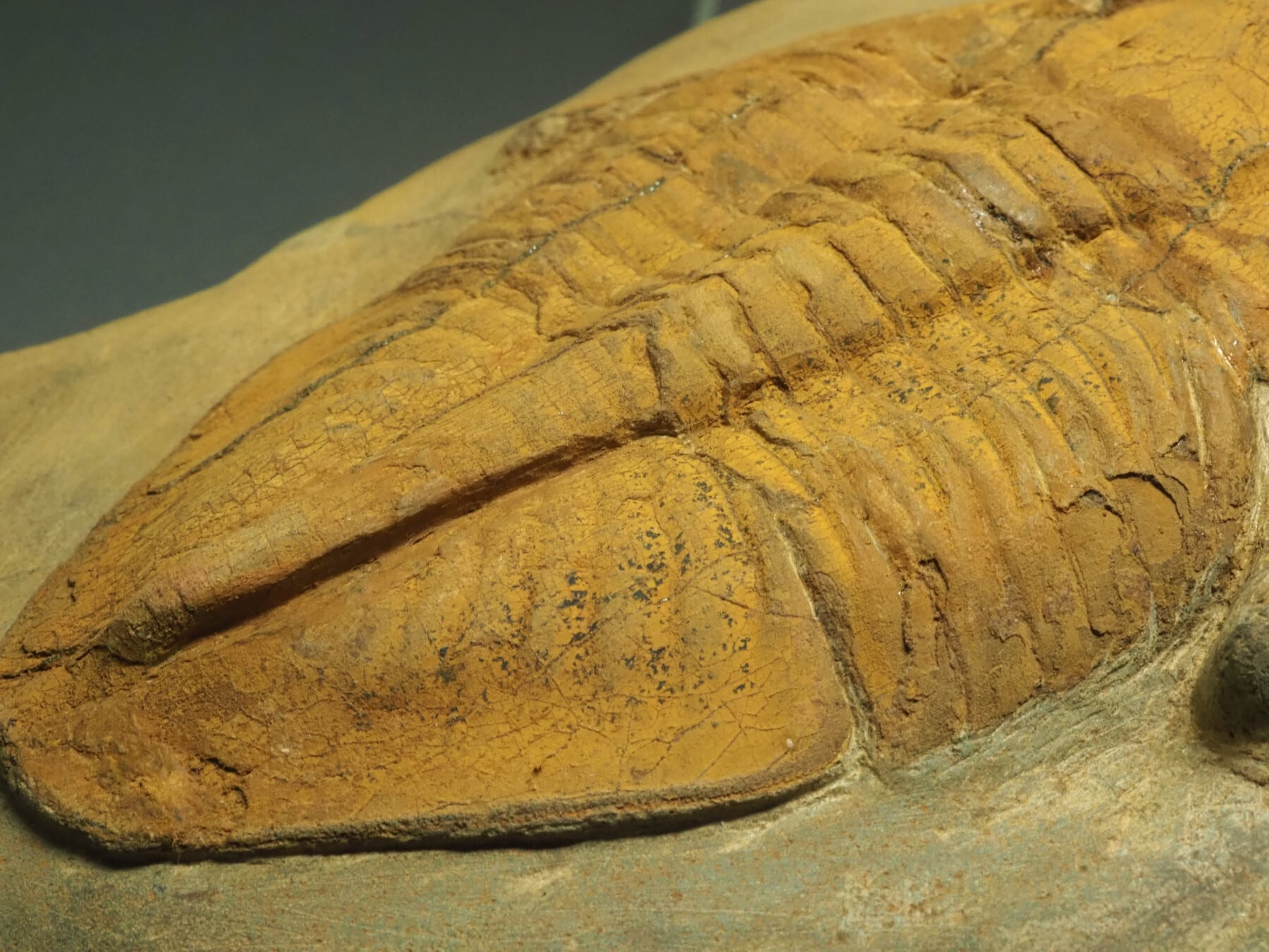 モロッコ産ウミユリ化石】 モロッコ産ウミユリ化石】