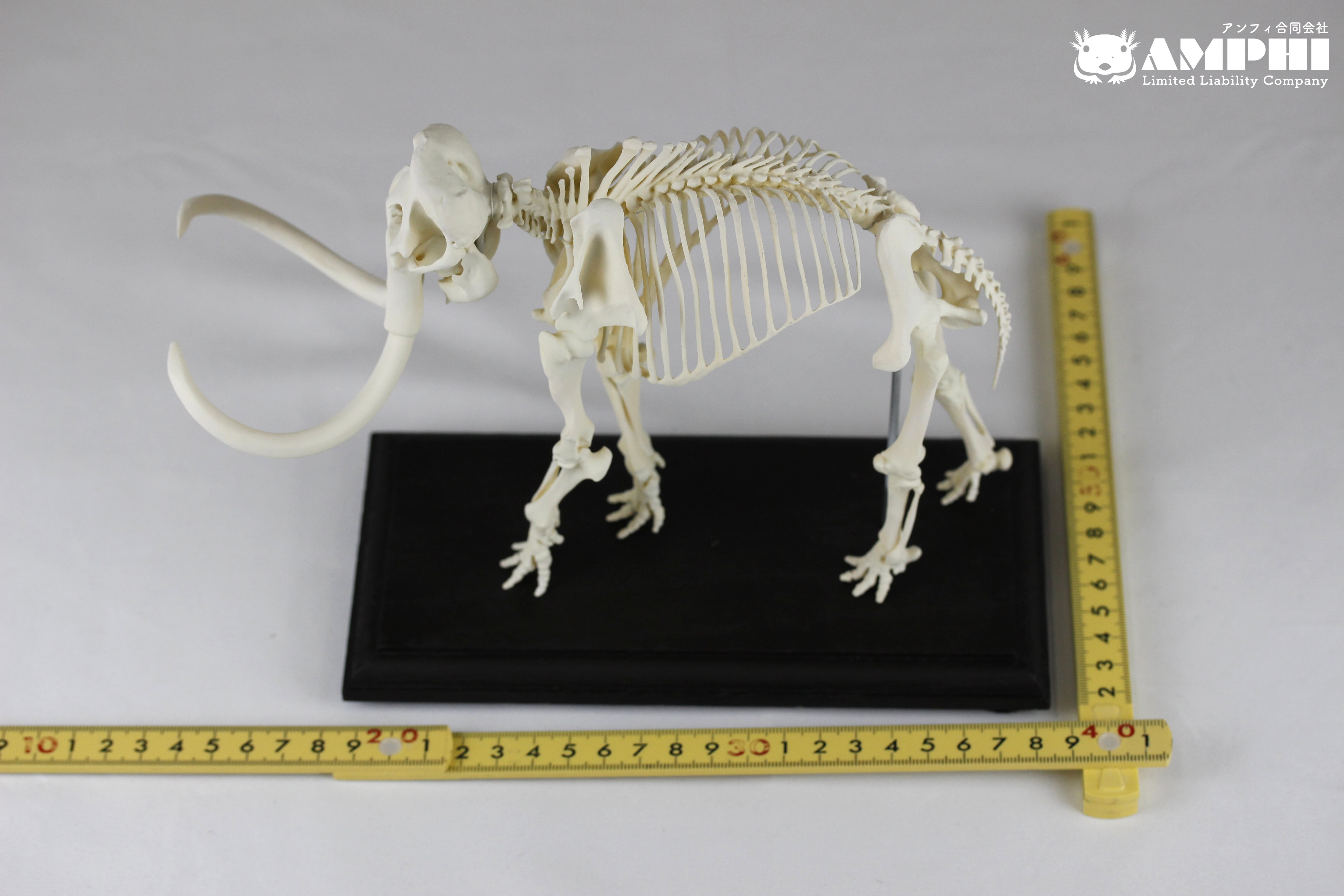 マンモス 縮小全身骨格レプリカ mammoth, miniature whole body