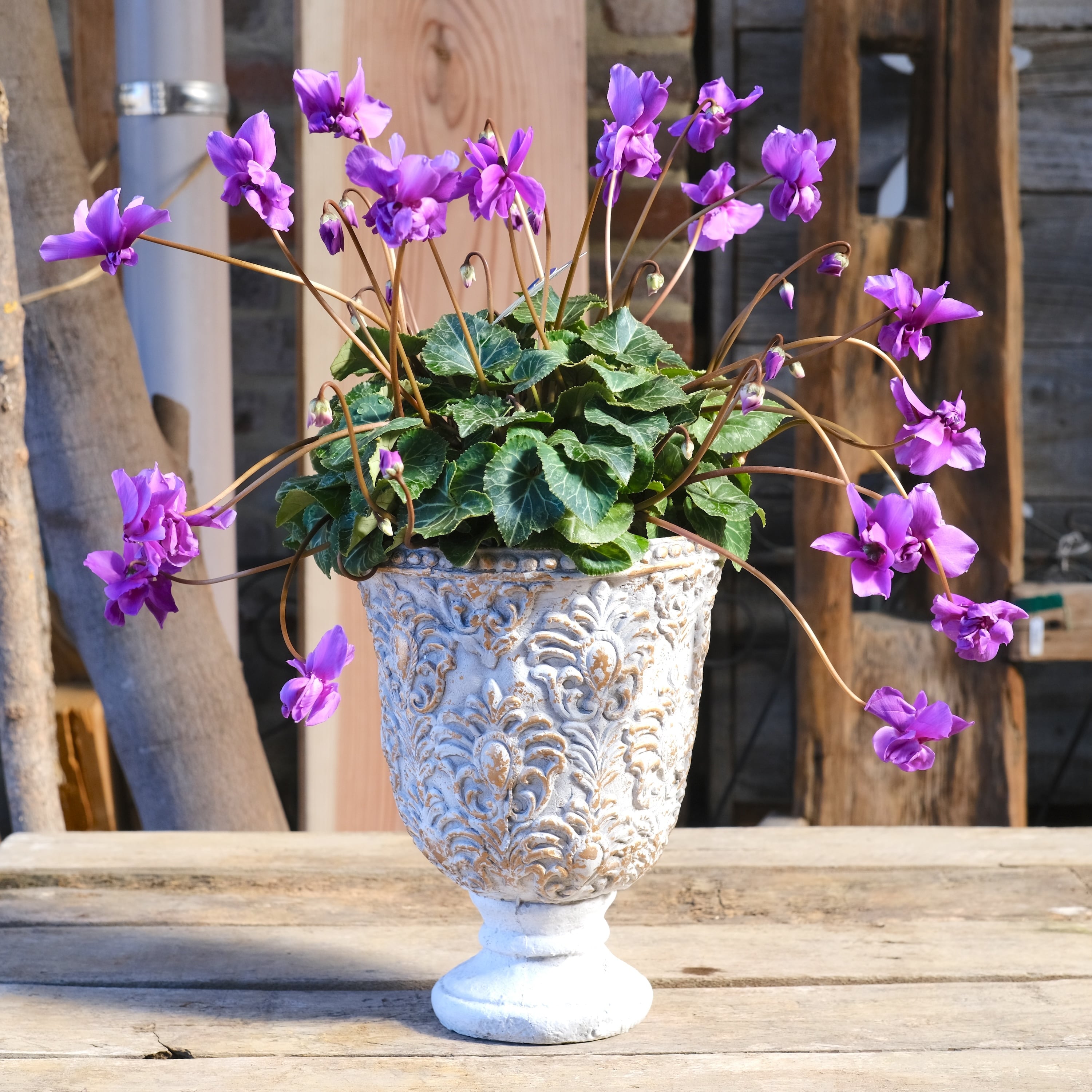 No, 6】ミニシクラメン チモシリーズ 八重《 枝垂れざき 》鉢なし