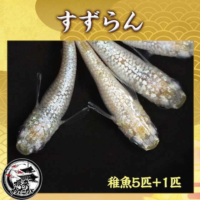【5匹+補償1匹】すずらん(鈴蘭)