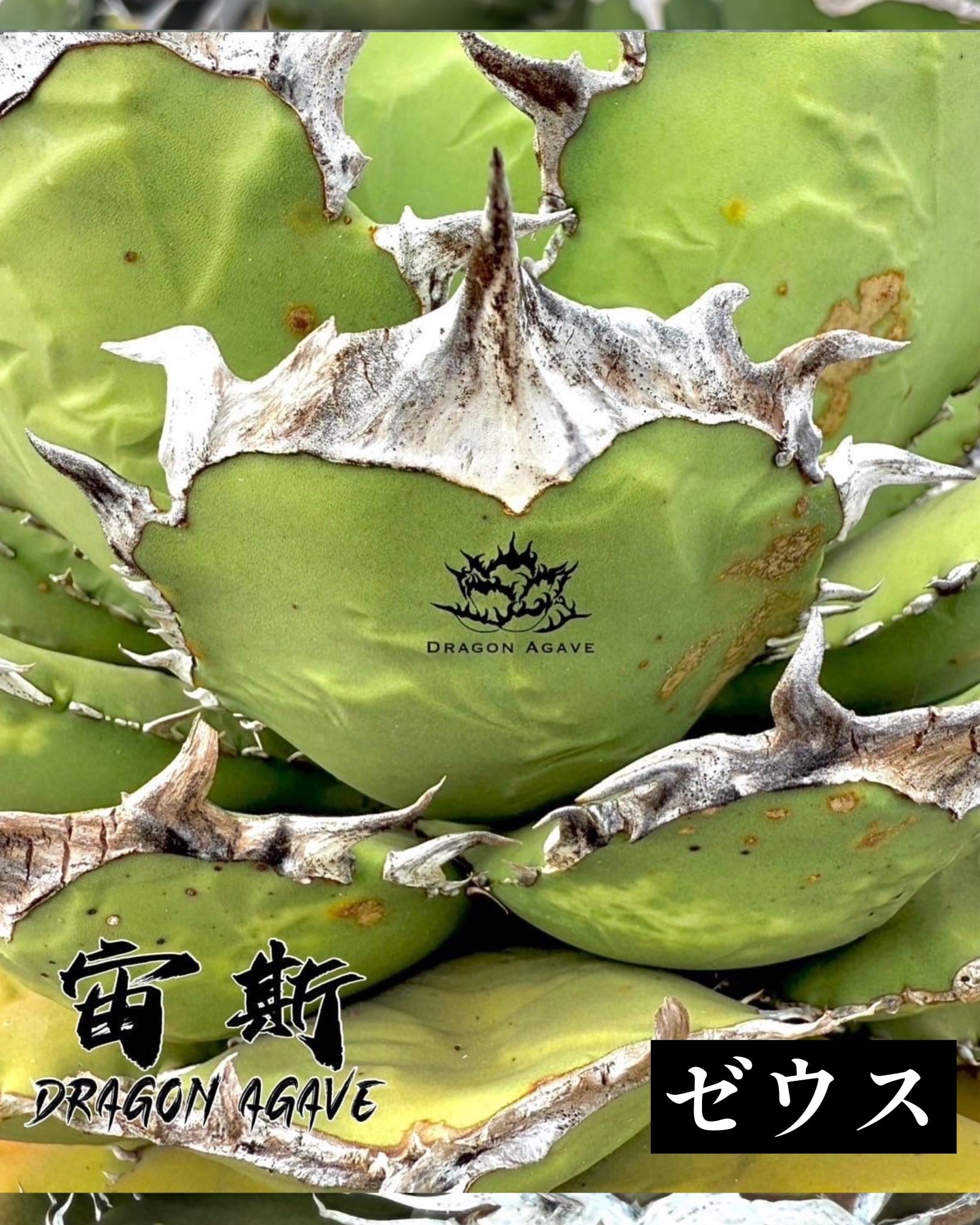アガベ チタノタ 宙斯 ゼウス【513】 | PROTOLEAF プロトリーフ