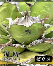 アガベ チタノタ 宙斯 ゼウス【513】