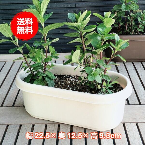 プラチック製ホワイトプランター約100cm プランター 植木鉢 鉢 おしゃれ（プラ製プランター 白） | ハーブ苗の
