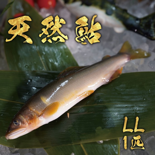 天然鮎1匹　LL　冷凍 画像
