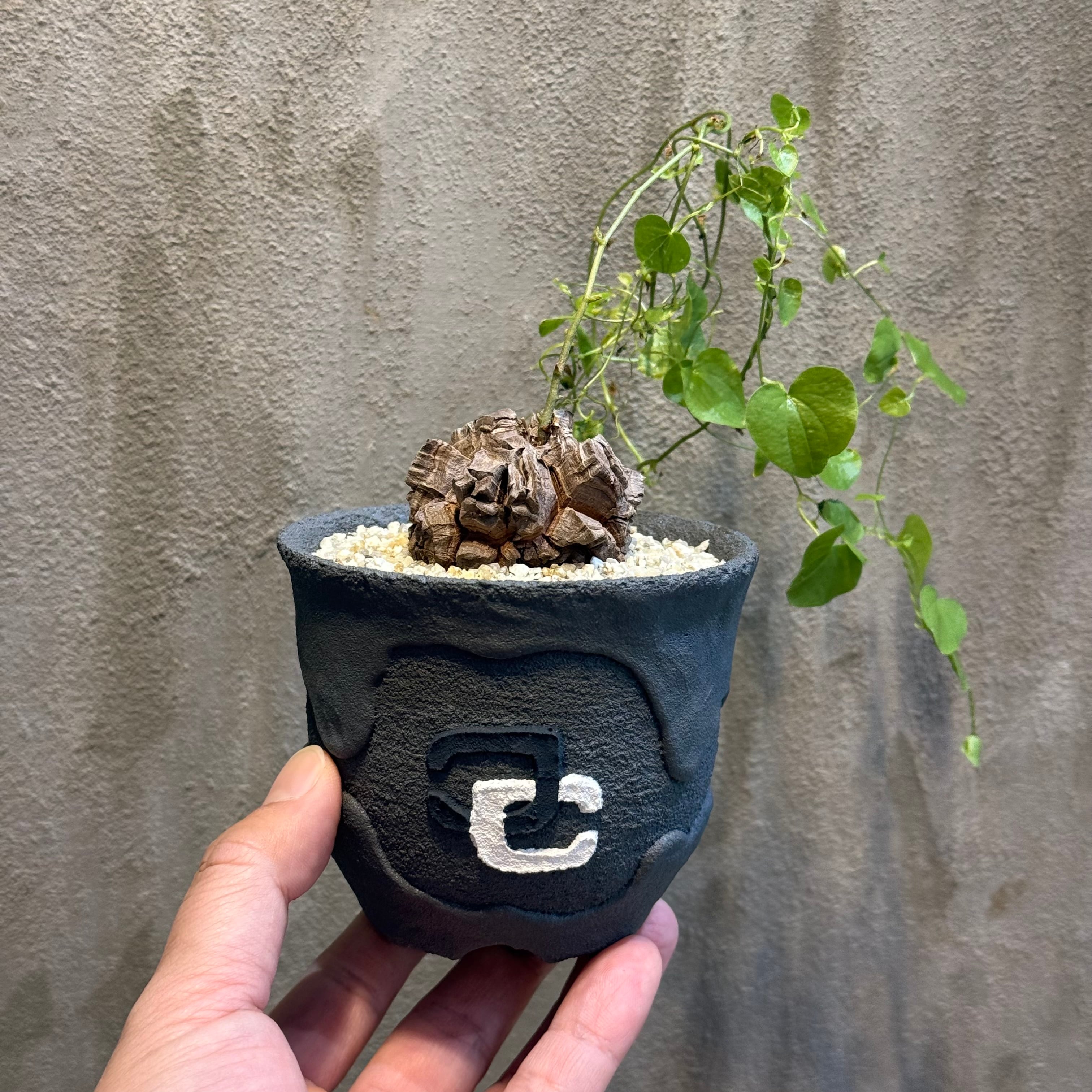 植物×作家鉢 【植え込み済み】 | A-PLANTS