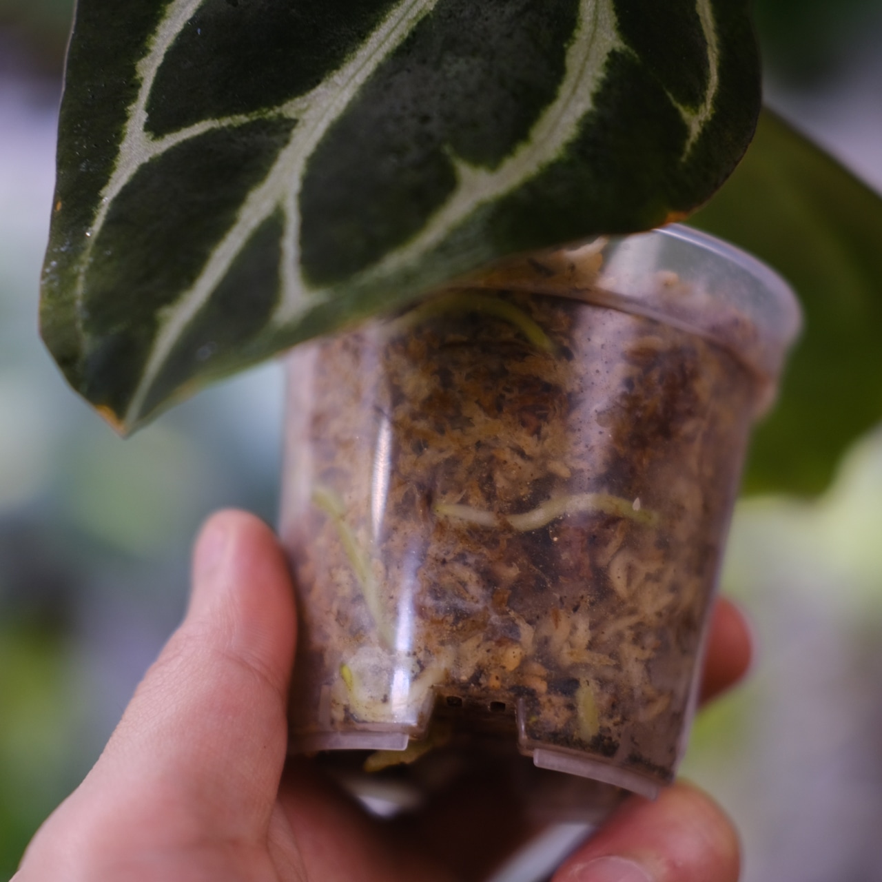 Anthurium carlablackiae / アンスリウム カーラブラッキアエ②│観葉植物