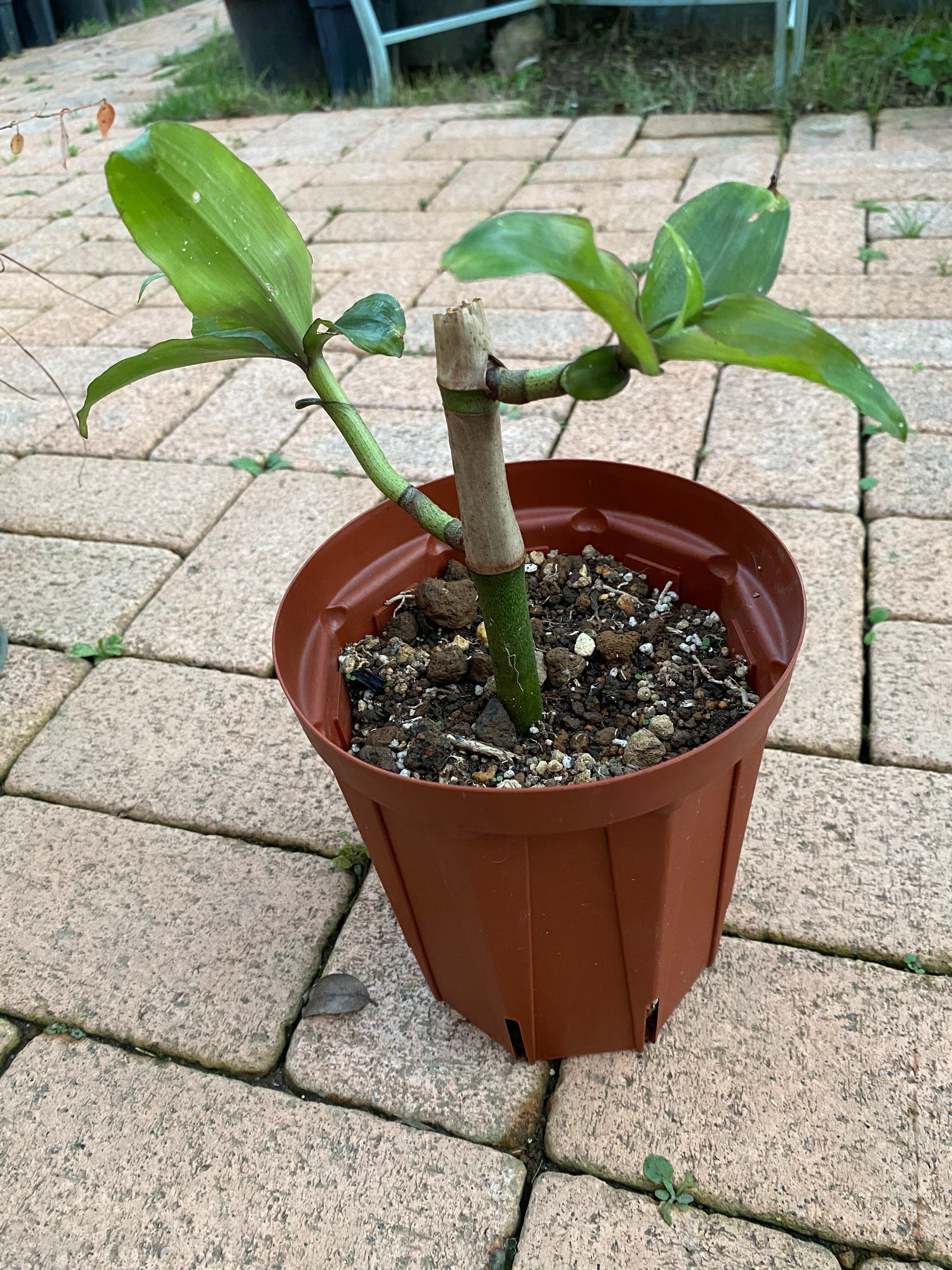 ブルージンジャー5号pot Moani Flower Garden