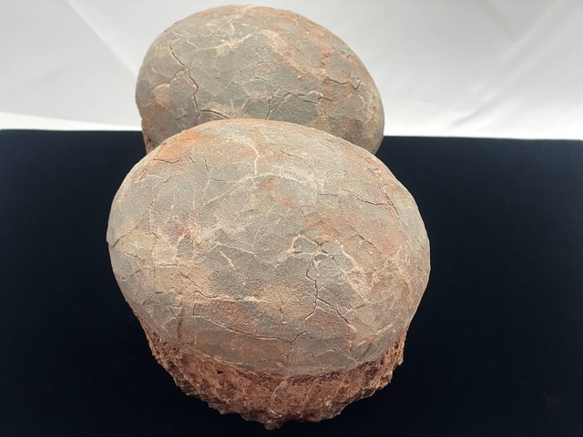 恐竜の卵の化石（レプリカ）