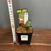 【抽選販売】【限定価格】【UJ】ビカクシダ イエロームーンドワーフ 'Antler Crown'(限定4)