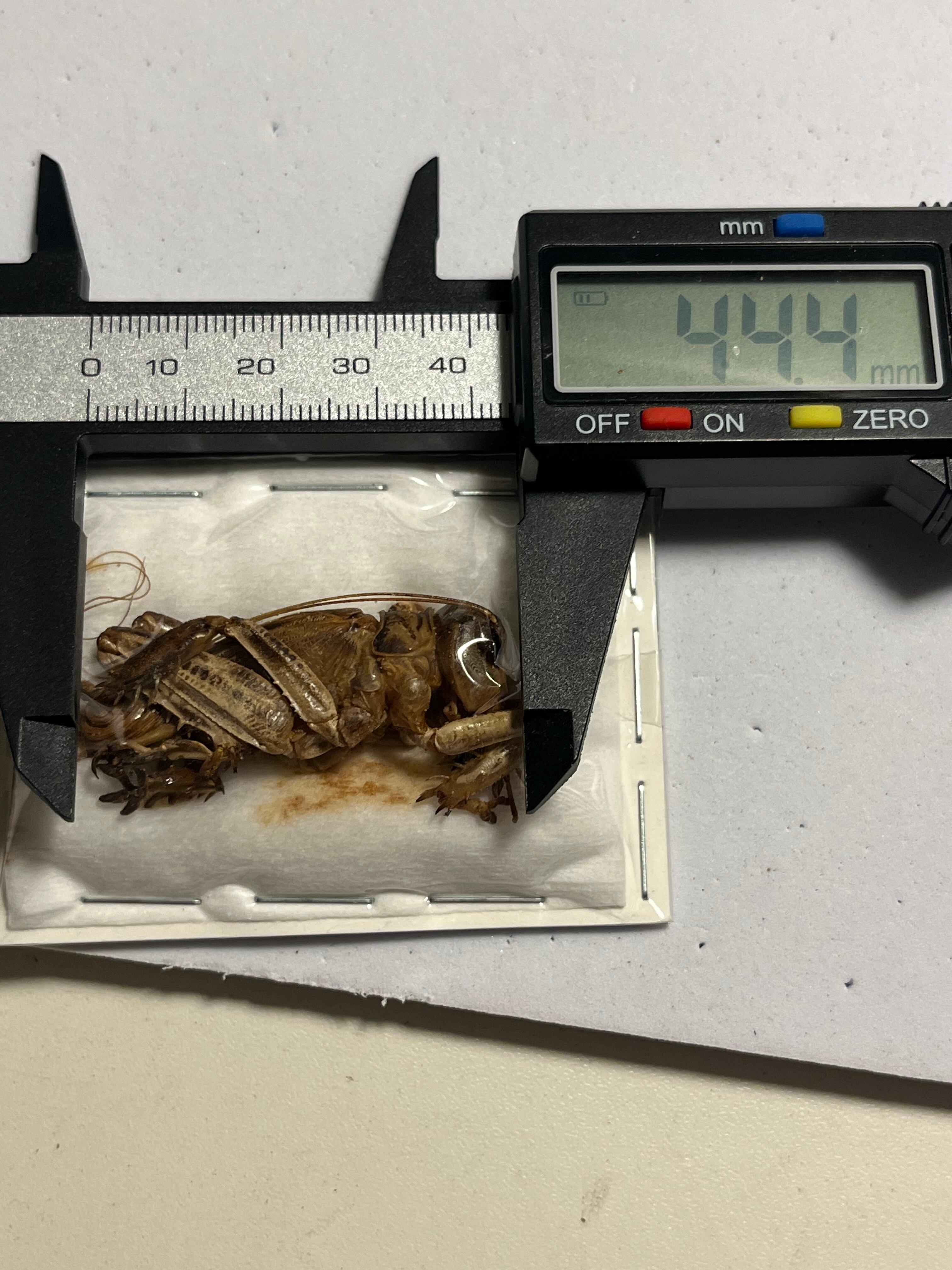 種小名付】モンストローサマキバネコロギス 昆虫標本バッタ キリギリス