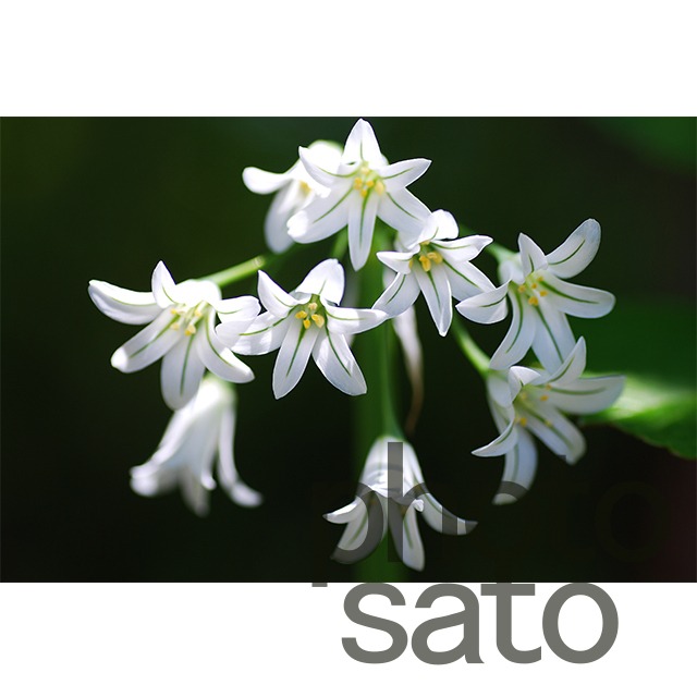 アリウム トリケトラム 003 山里の小さな写真屋 Photosato ふぉとさと