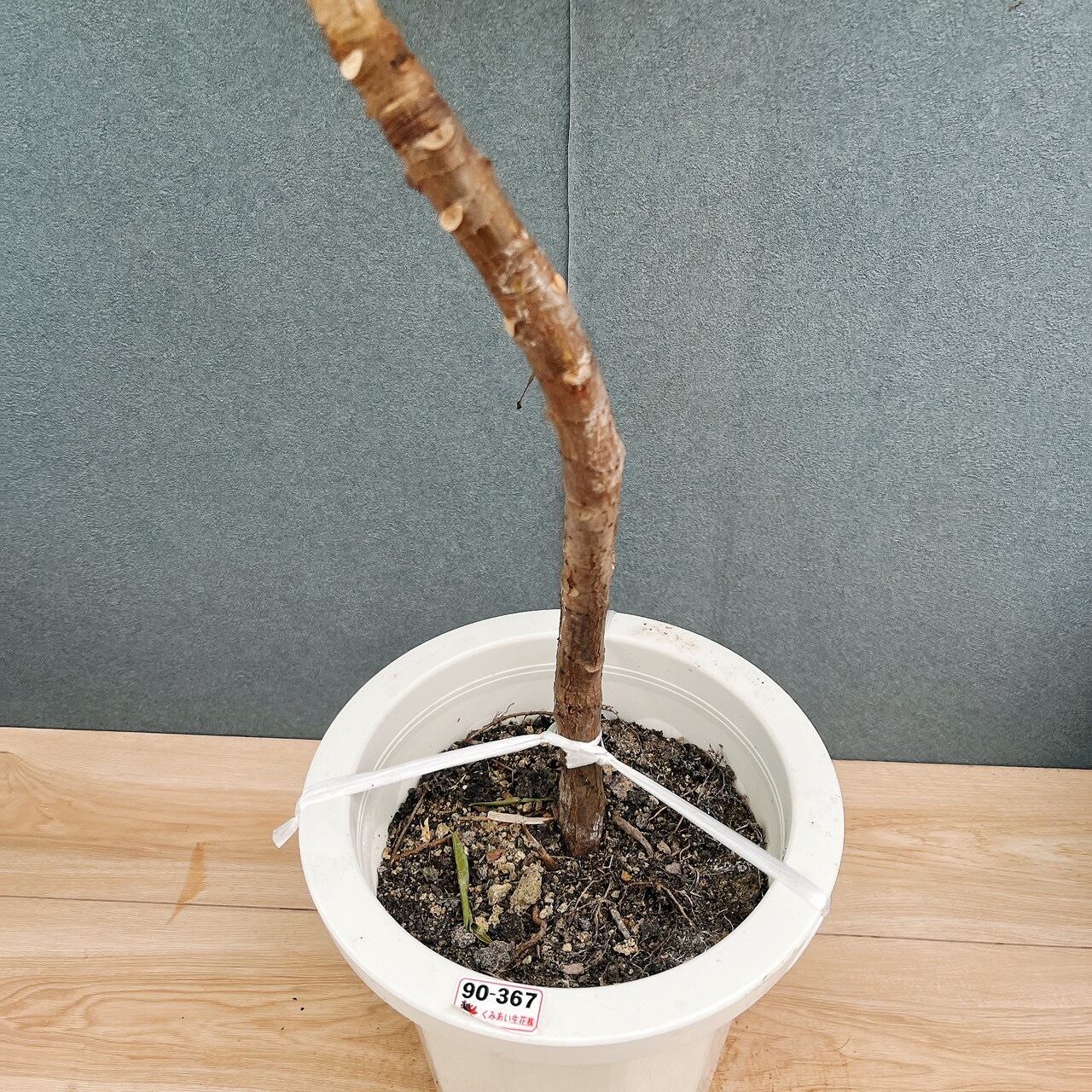 現品］【希少】21番 フィカス アフリカンプリンス 8号 観葉植物 室内