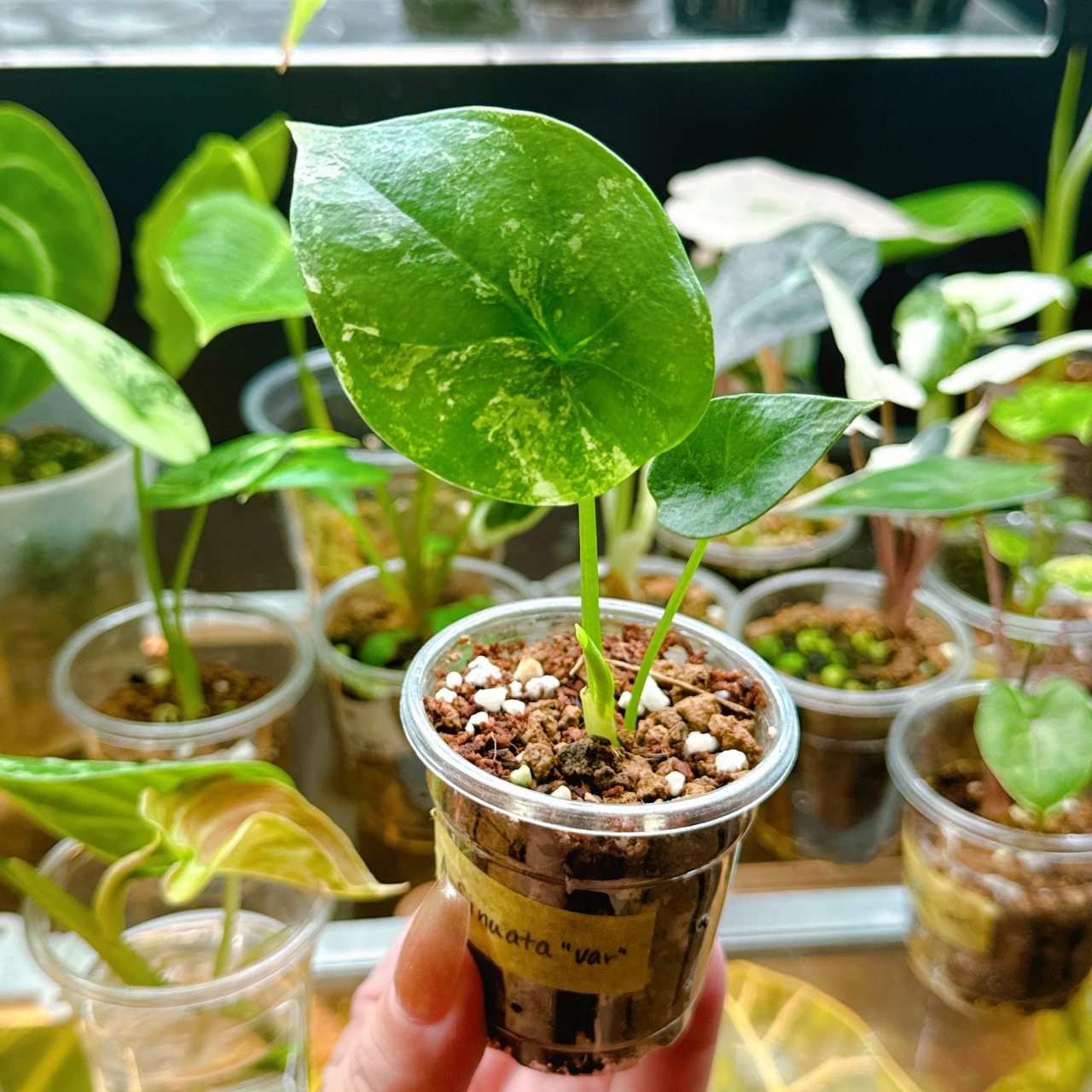 速達 アロカシア シヌアータ 斑入り アロイド Alocasia sinuata | B.runo
