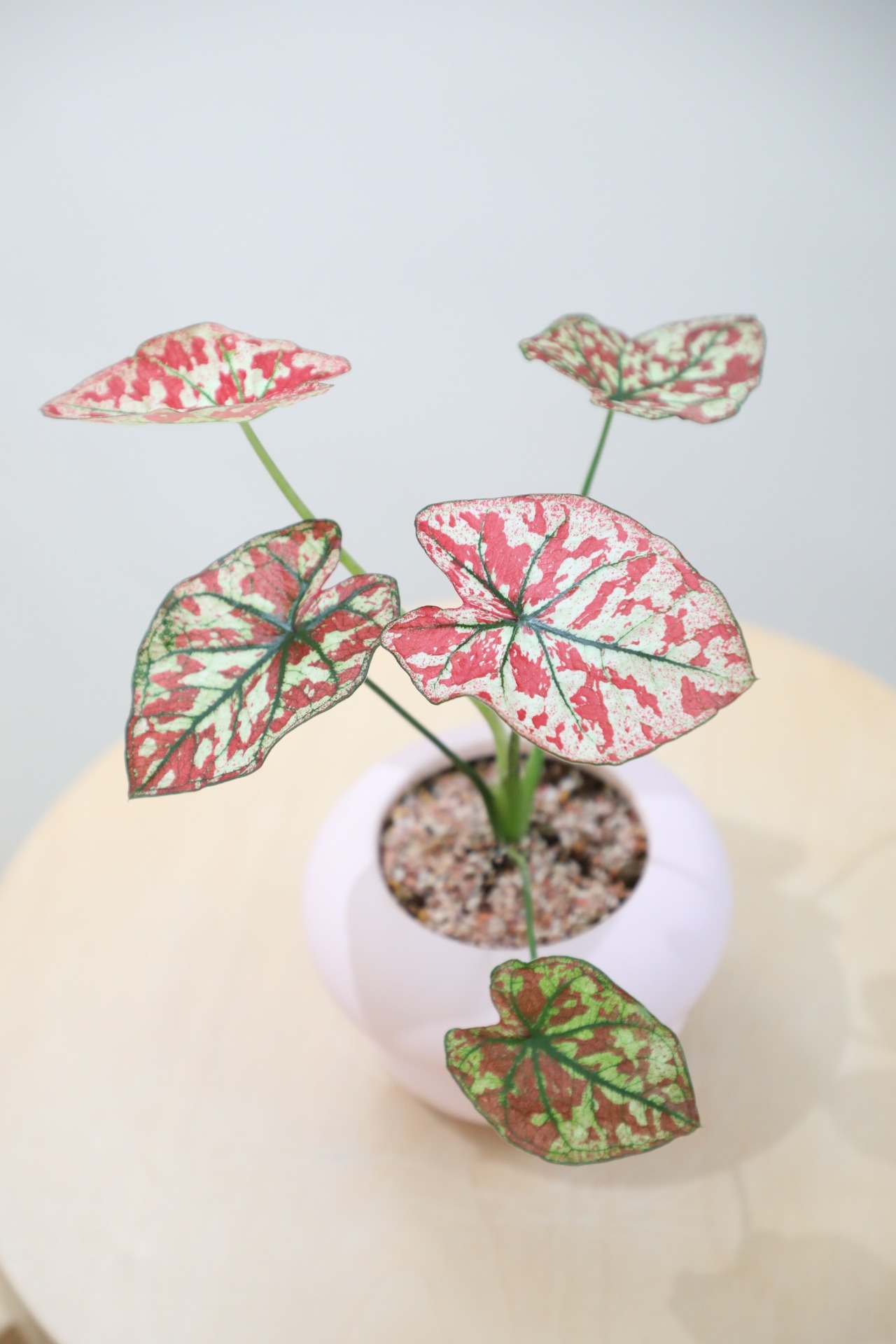 【S】カラジウム ユニバース/Caladium