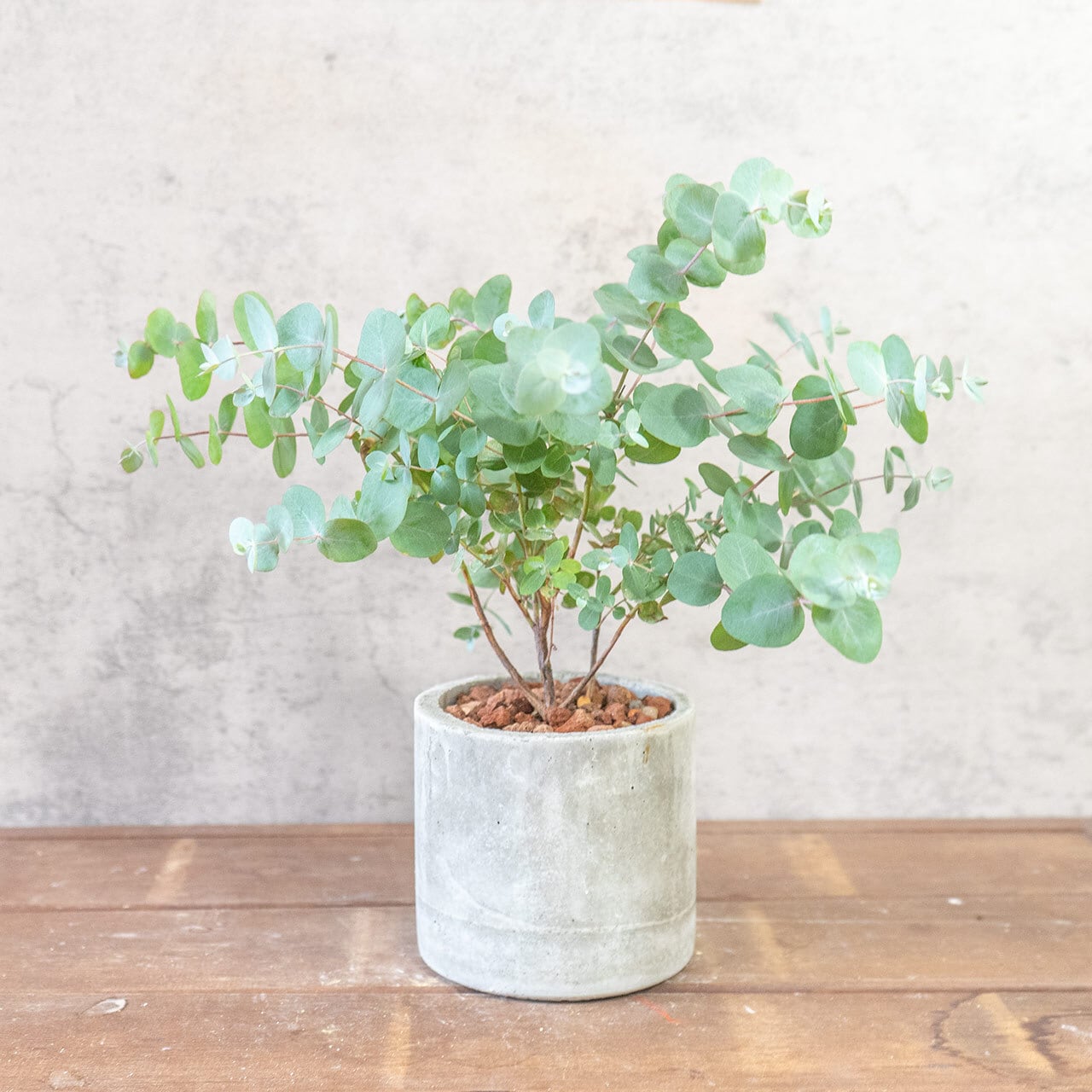 【涼しげなシルバーリーフ】厳選仕入れのユーカリ・グニー。無機質な手づくりモルタル鉢が、繊細な葉の動きを際立たせる特別な仕立て｜虫発生抑制｜送料全国一律850円