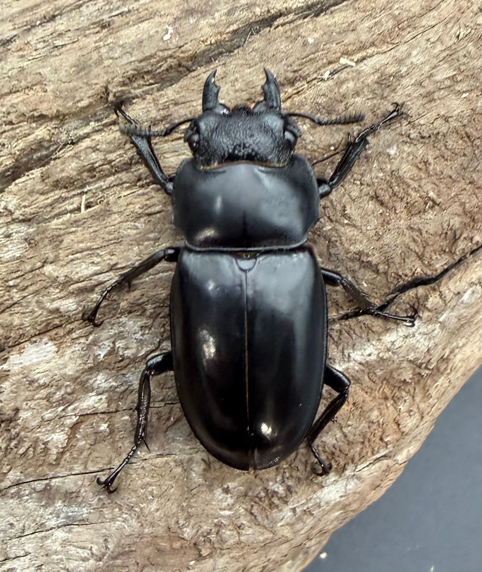 WD】《セアカフタマタ（パリーフタマタ） 71mm ペア》 | KPW公式