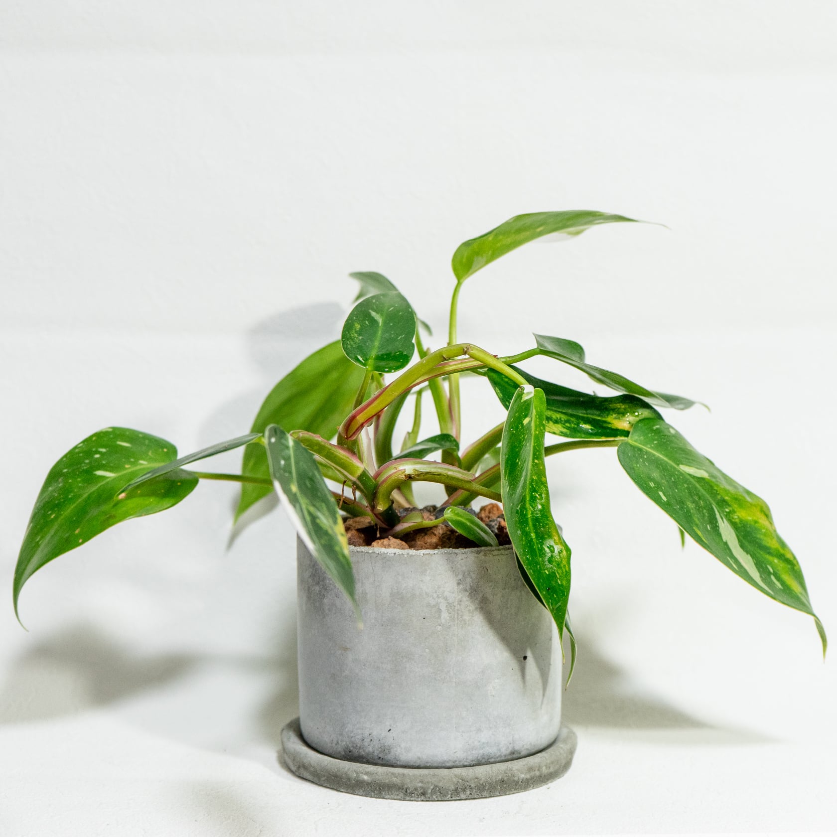 ≪ 観葉植物 ≫白の彩りが上品なアクセントに｜フィロデンドロンの鉢植え｜ざらっとした風合いの手づくりモルタル鉢