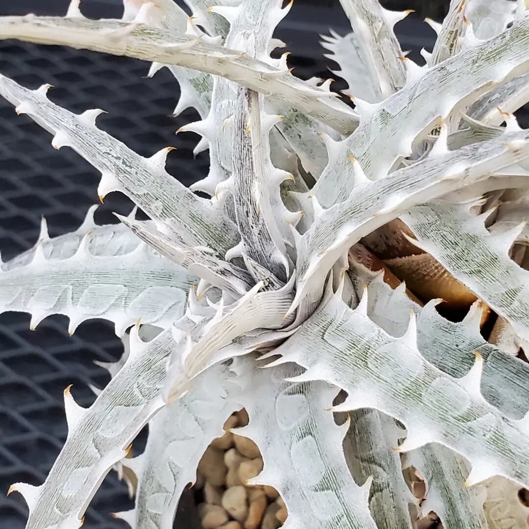 F00485_Dyckia goehringii (Original Clone)分頭株：ディッキア